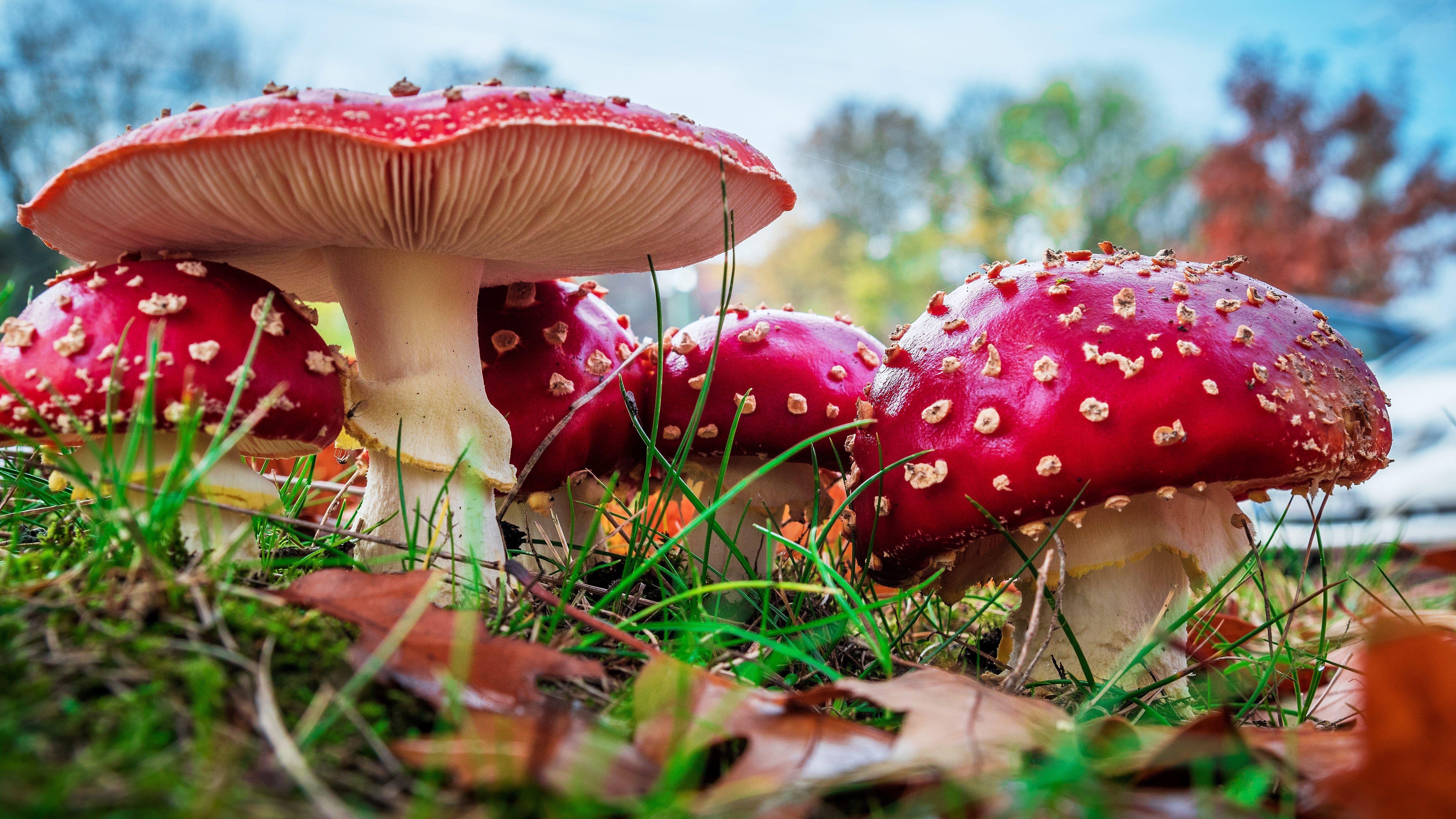 5120x2881 HD Wallpaper Kit /lexus Is Wallpaper/ Fungus Pic