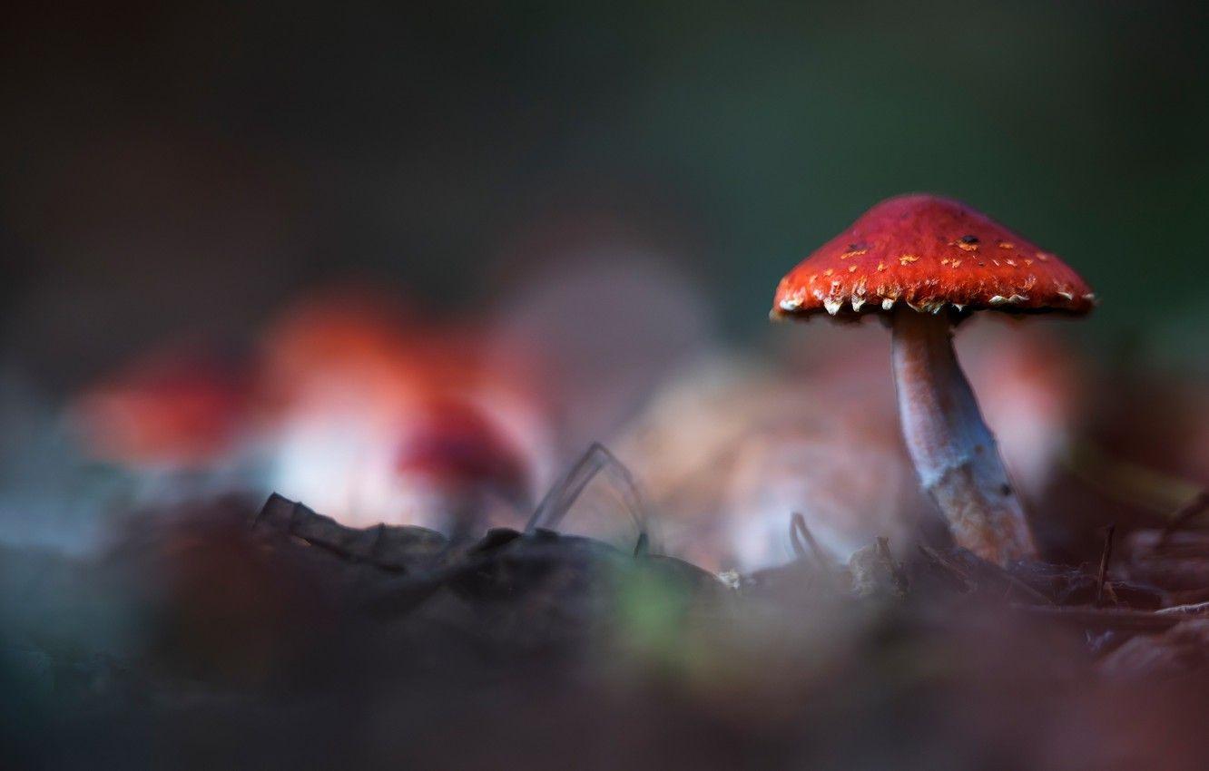 1332x850 Wallpaper background, mushroom, blur, mushroom, bokeh, fungus image for desktop, section природа
