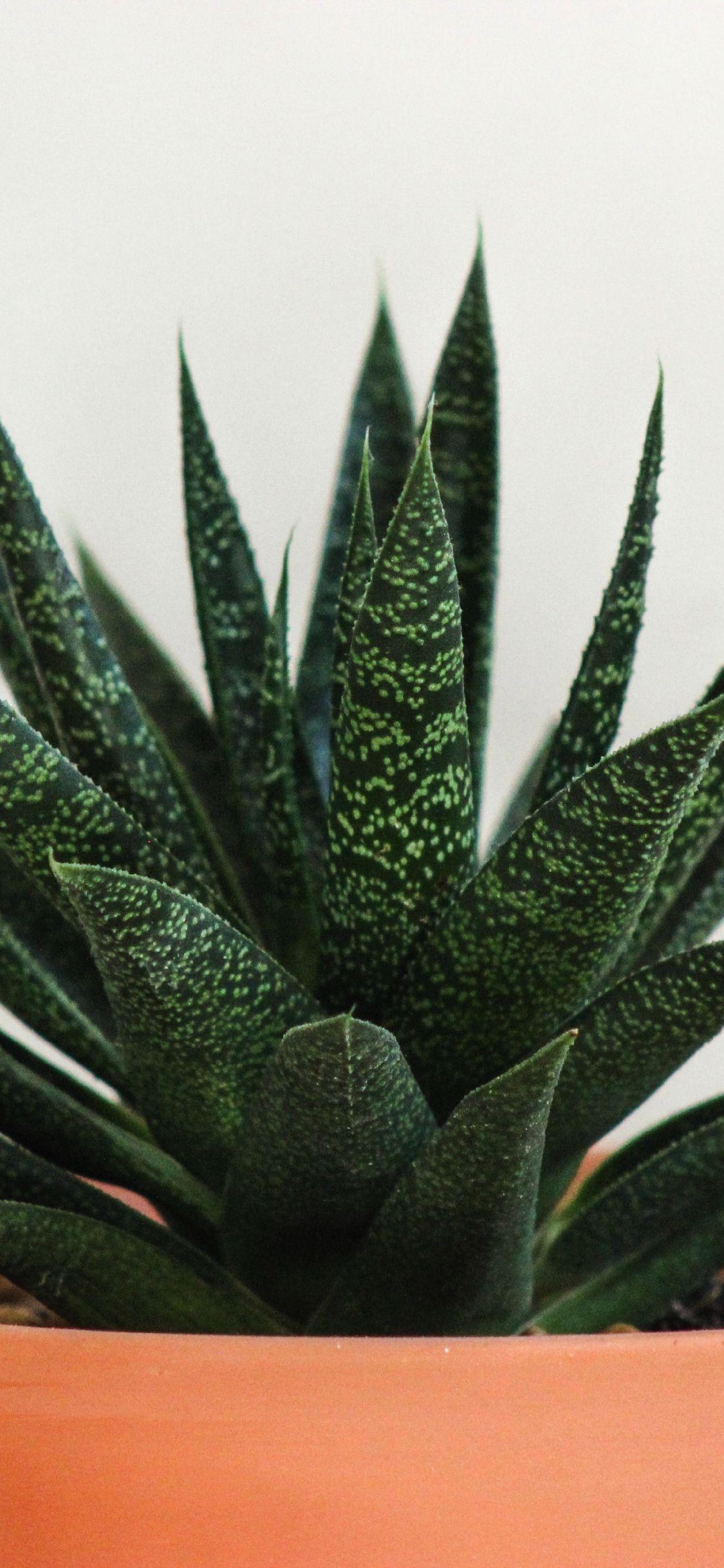 1125x2436 Download 1125x2436 wallpaper house plant, cactus, leaf, basket, iphone x 1125x2436 HD image, background, 2488