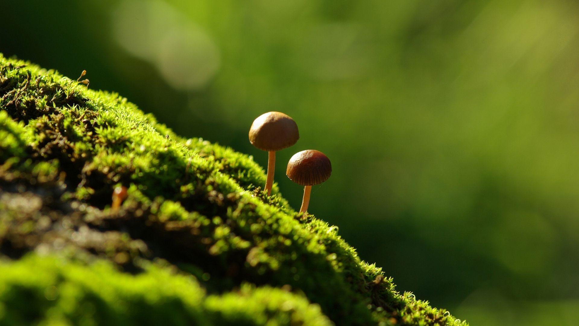 1920x1080 Download Wallpaper 1920x1080 fungi, moss, grass, light Full HD 1080p HD Background