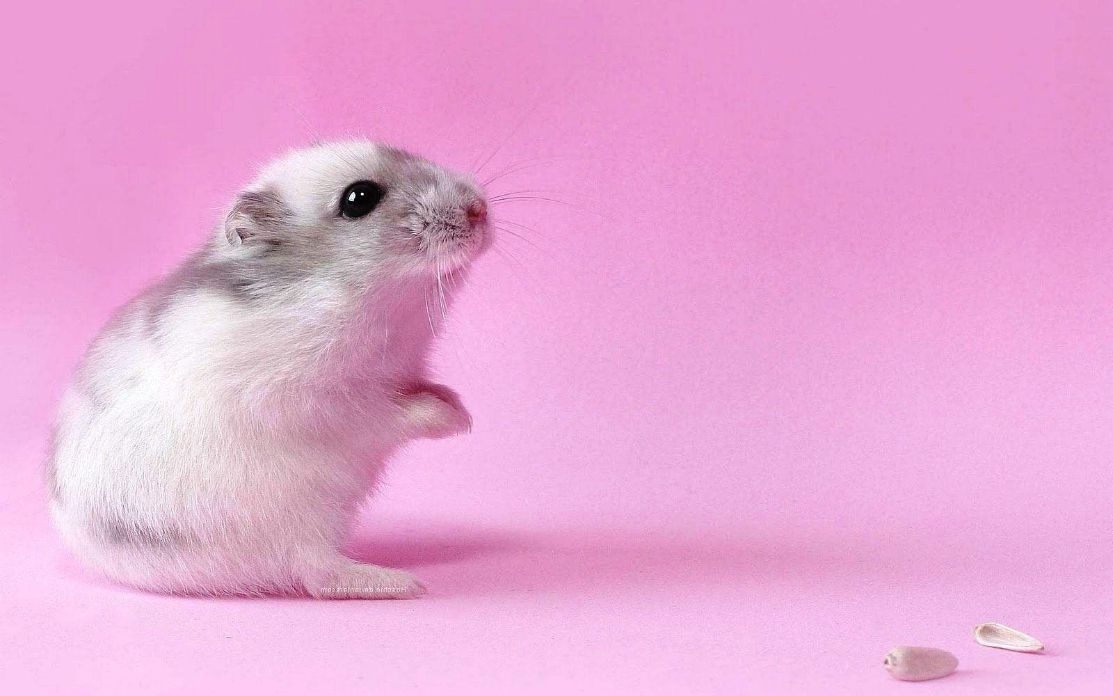 Cute Wallpaper Hamster gambar ke 5