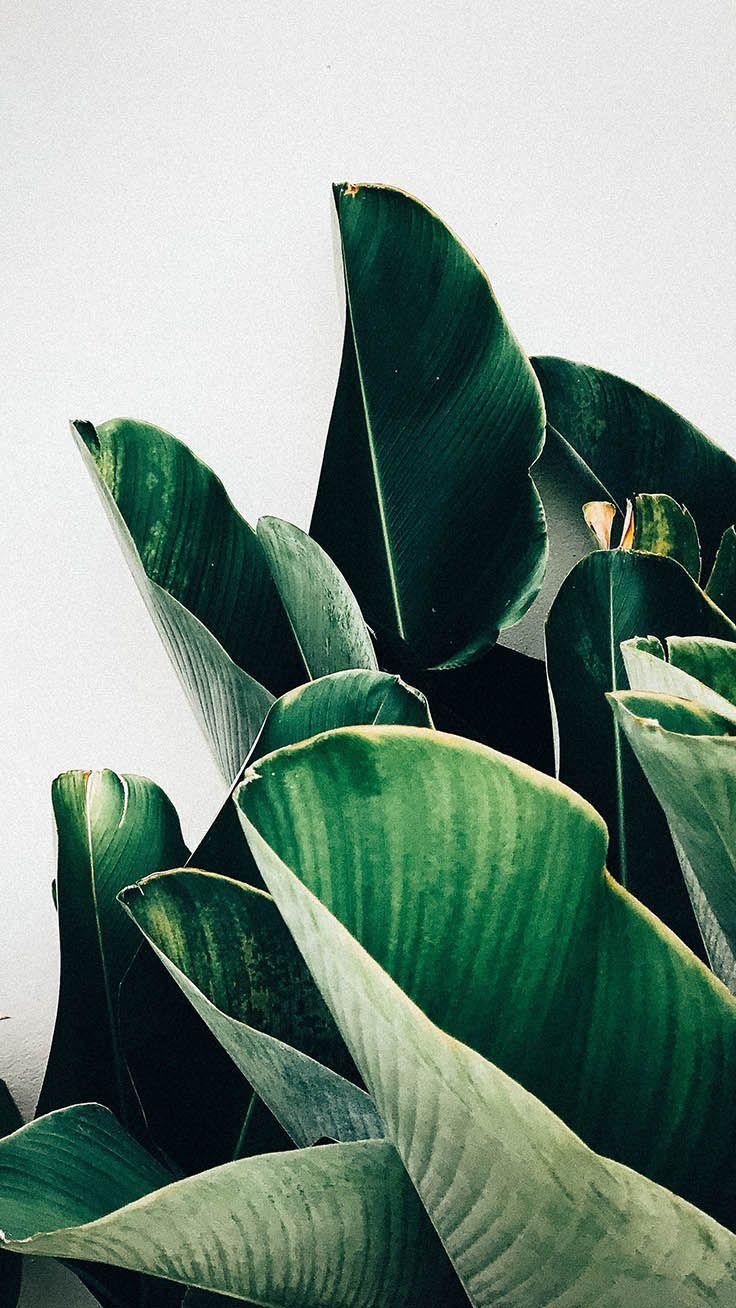 736x1308 Botanical iPhone Xs Max Wallpaper. Preppy Wallpaper. Preppy wallpaper, iPhone wallpaper plants, Plant wallpaper