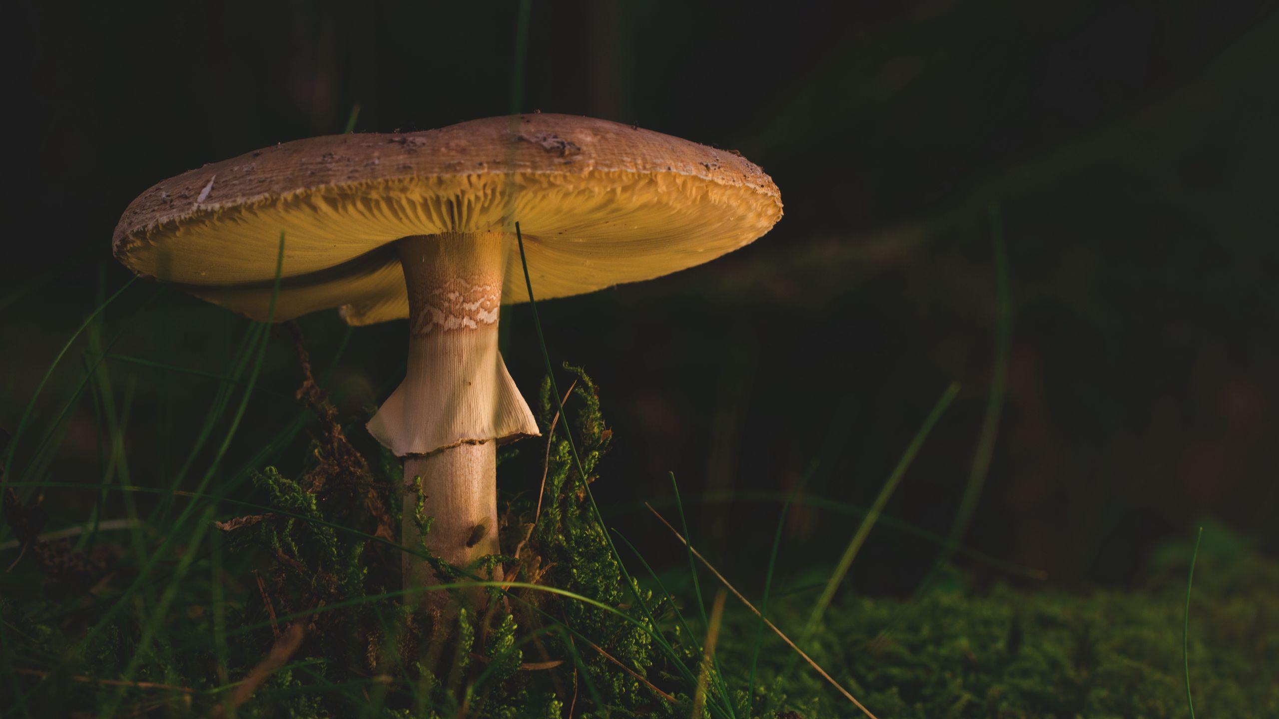 2560x1440 Download wallpaper 2560x1440 mushroom, amanita, fungus, grass widescreen 16:9 HD background