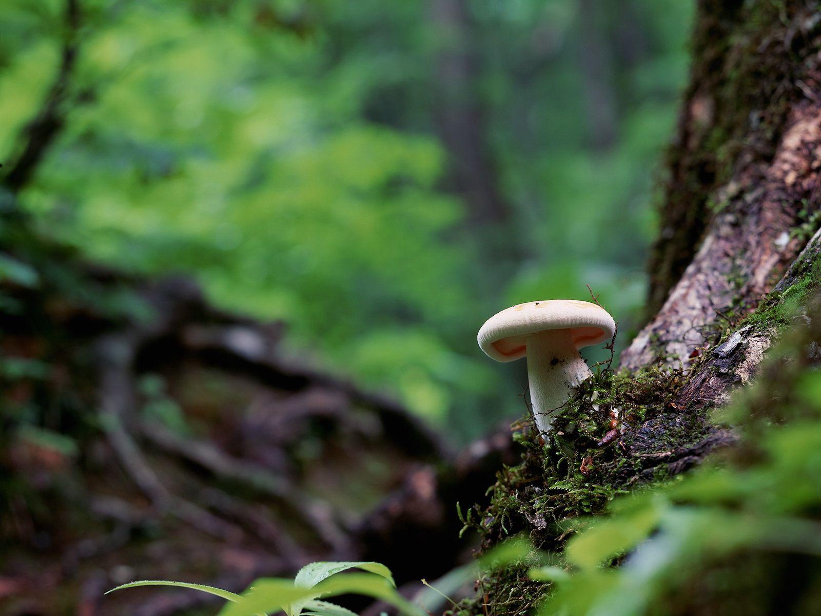 1600x1200 Māori & Mushrooms: Fungi in Aotearoa