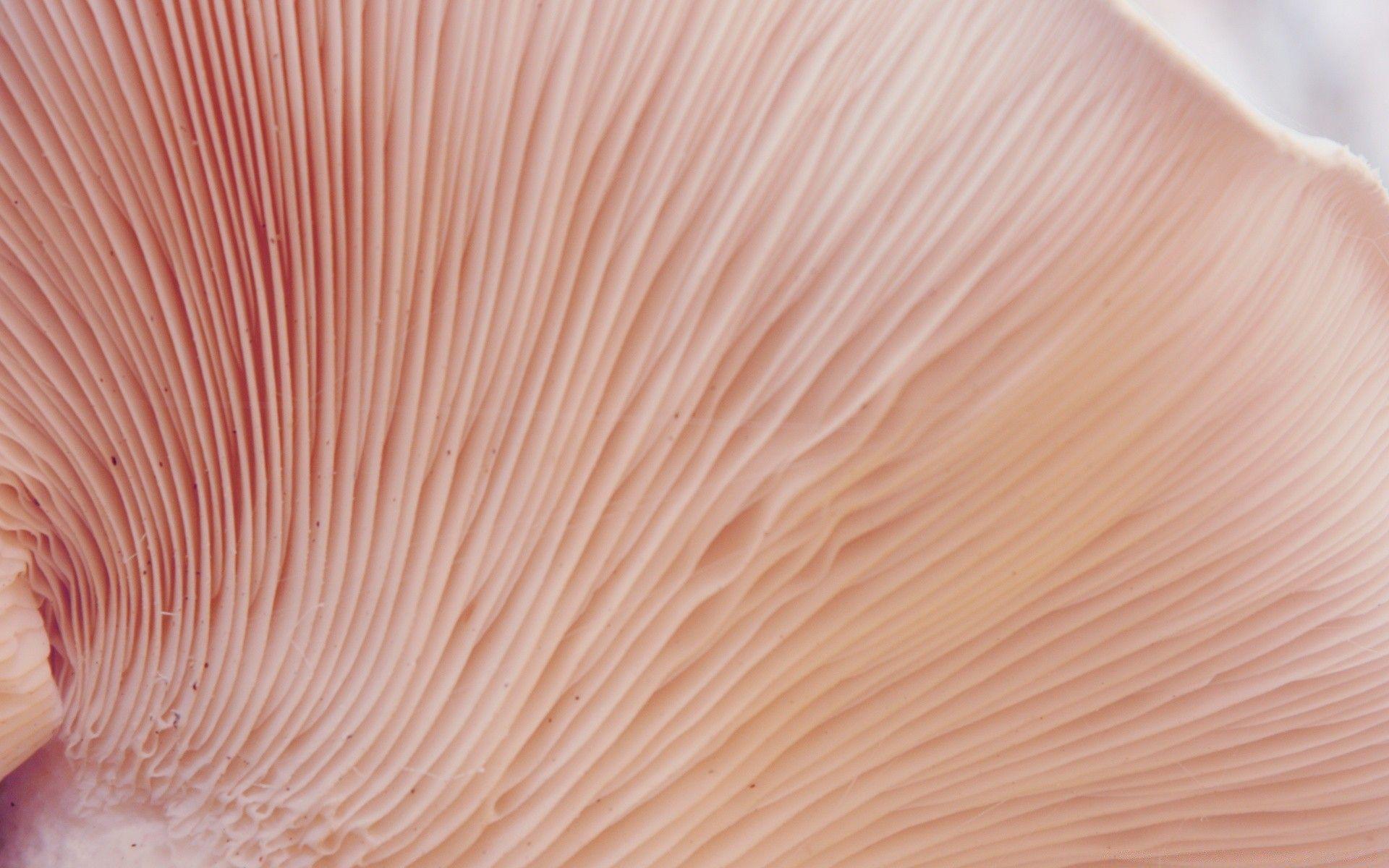 1920x1200 Tree Fungi Macro