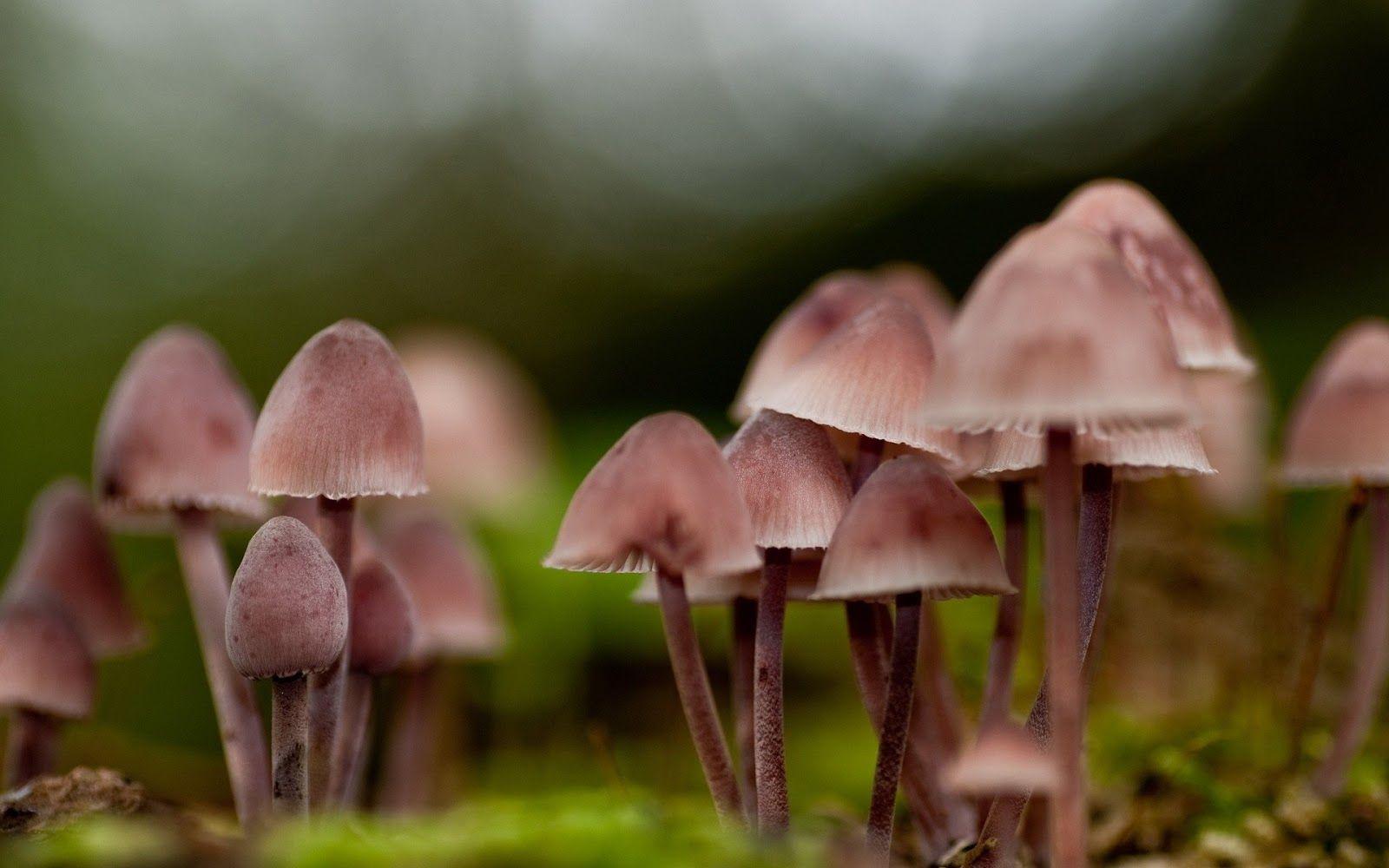 1600x1000 Fungus sb HD wallpaper 6