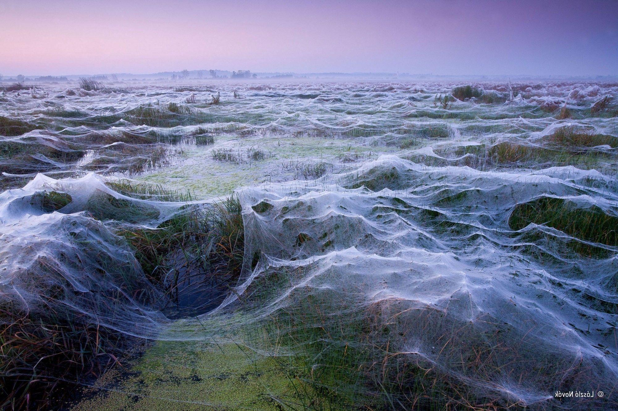 2000x1333 nature, Landscape, Clear Sky, Hungary, Spiderwebs, Field, Water, Swamp, Plants, Winner, Contests, Photography, Trees, Mist Wallpaper HD / Desktop and Mobile Background