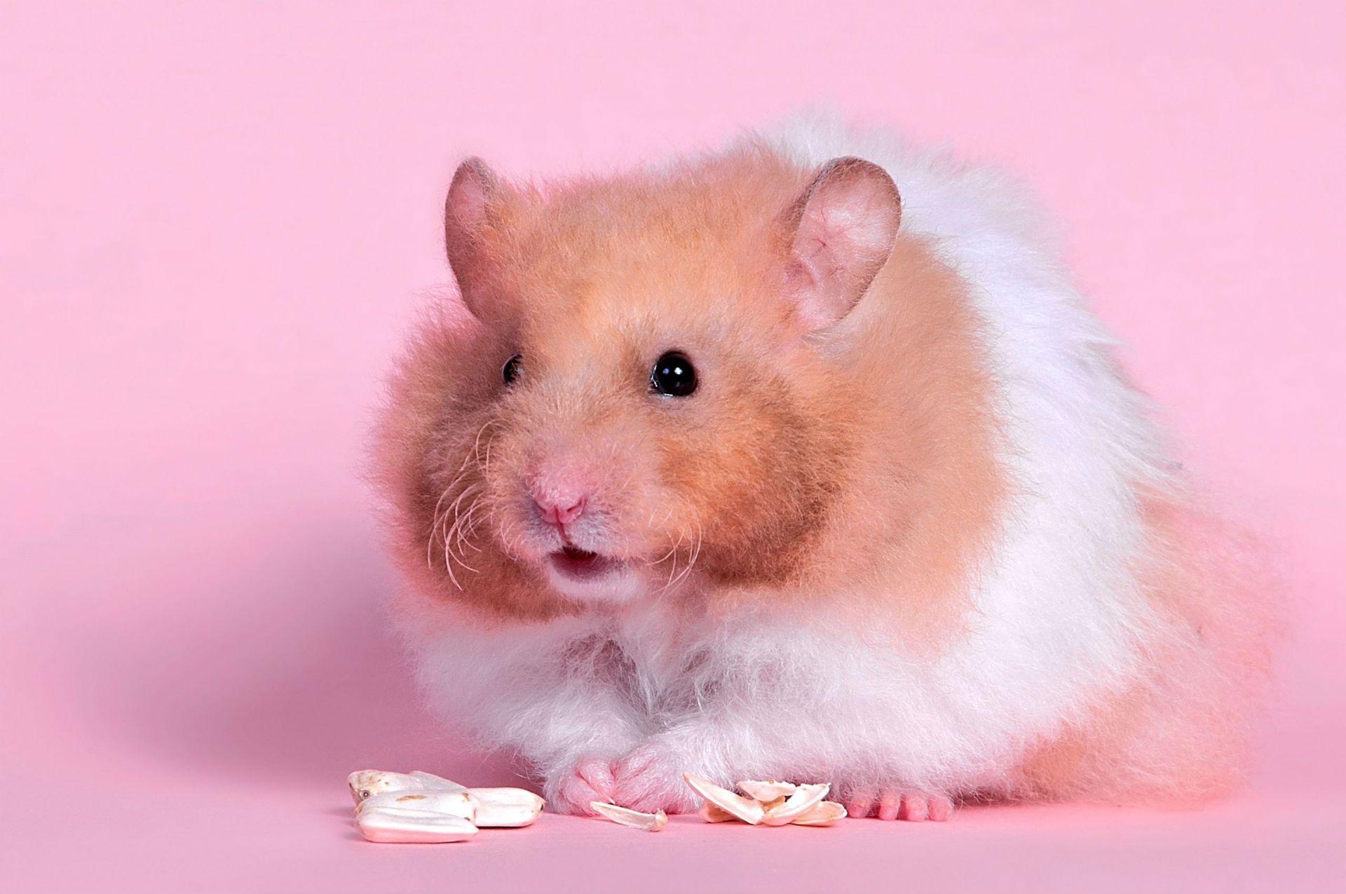 1920x1275 Hamster Wallpaper