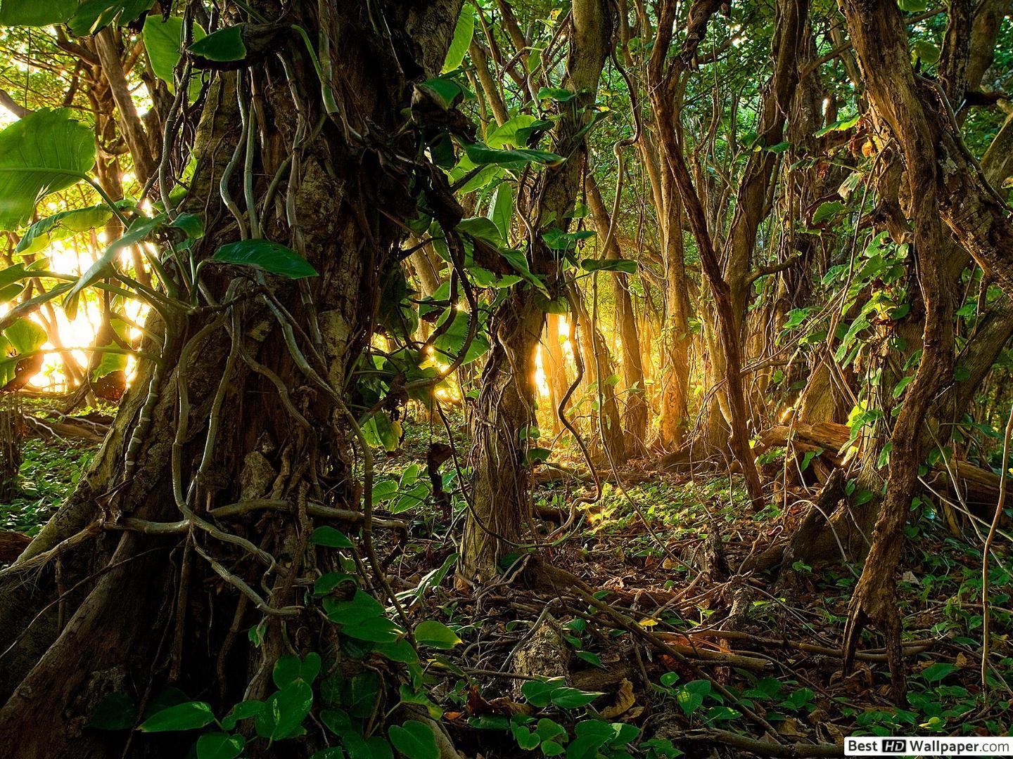 1440x1080 Tropical Rainforest HD wallpaper download
