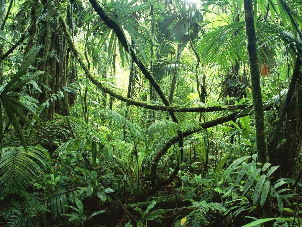 Venezuela Rainforest Wallpapers Top Free Venezuela Rainforest