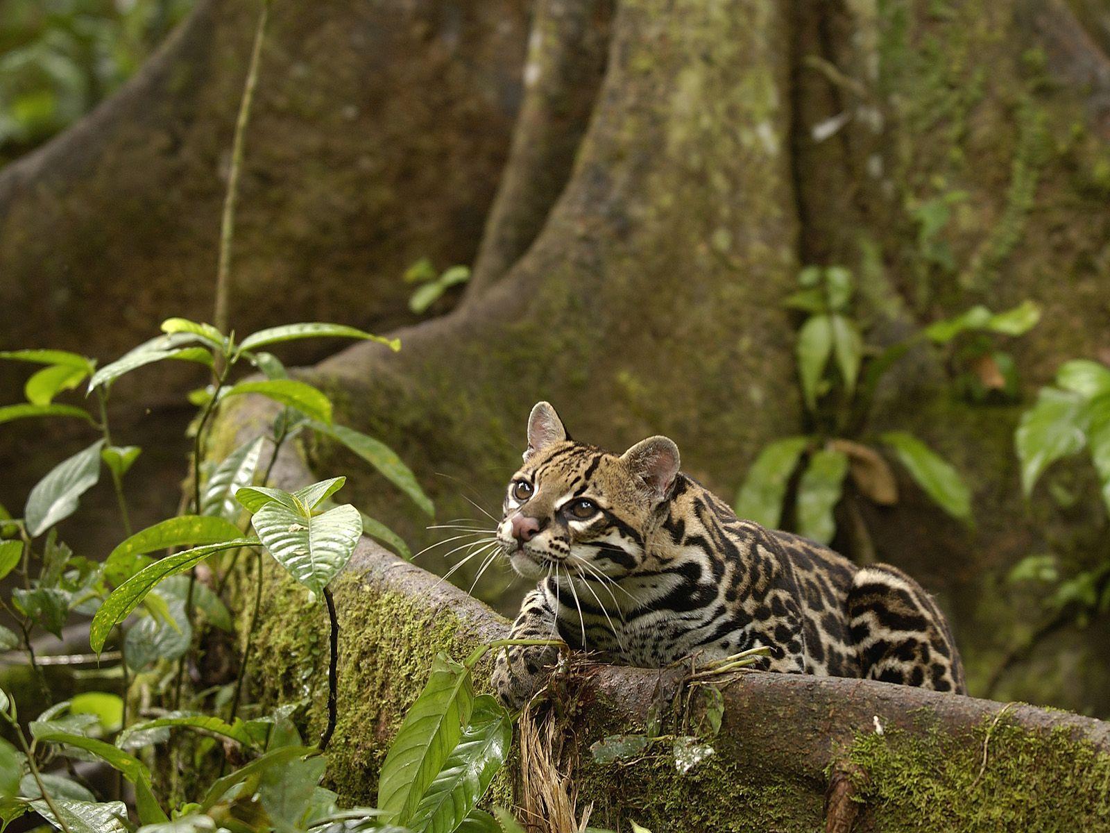 Venezuela Rainforest Wallpapers - Top Free Venezuela Rainforest 