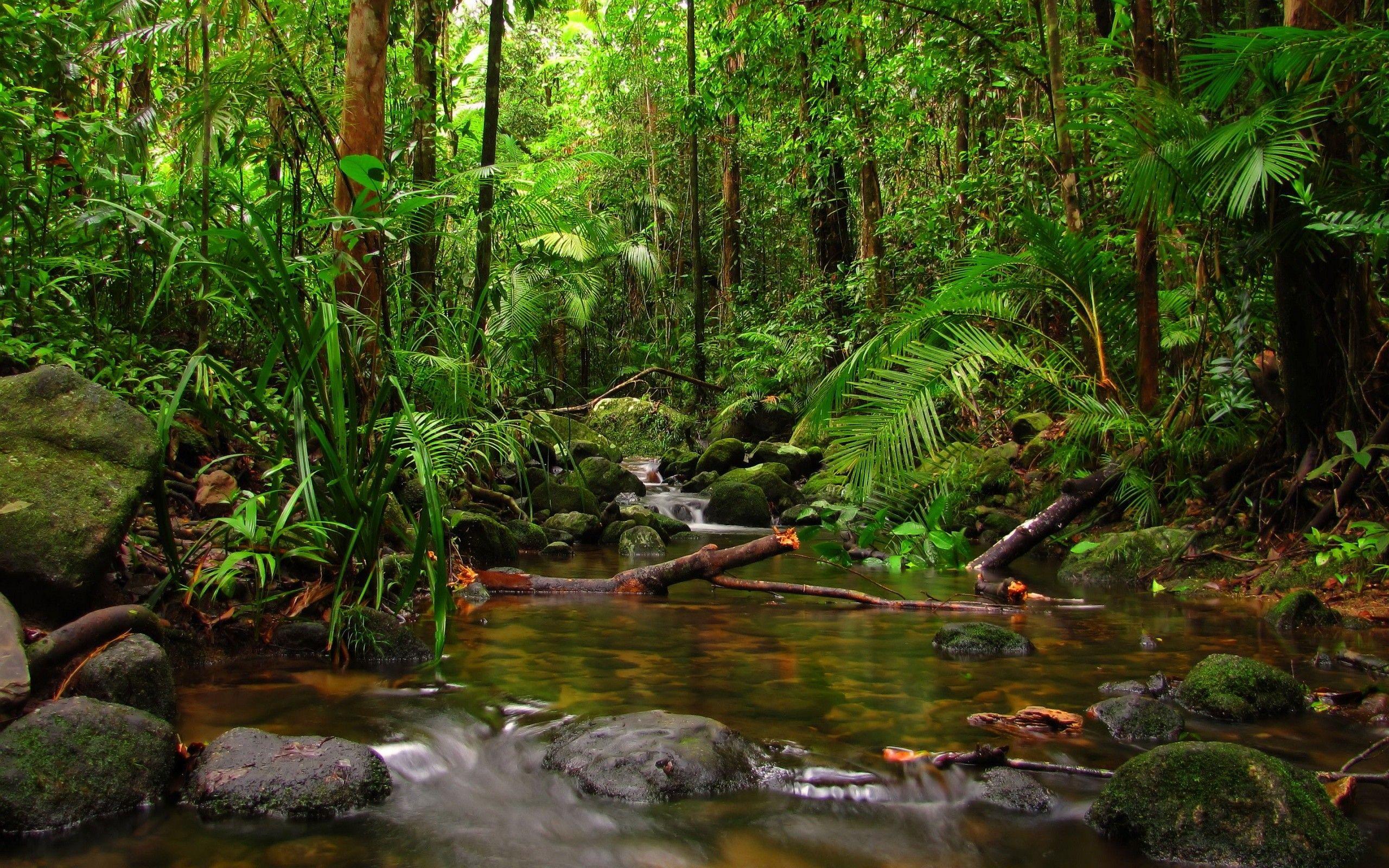 Tropical Rainforest HD Wallpapers - Top Free Tropical Rainforest HD