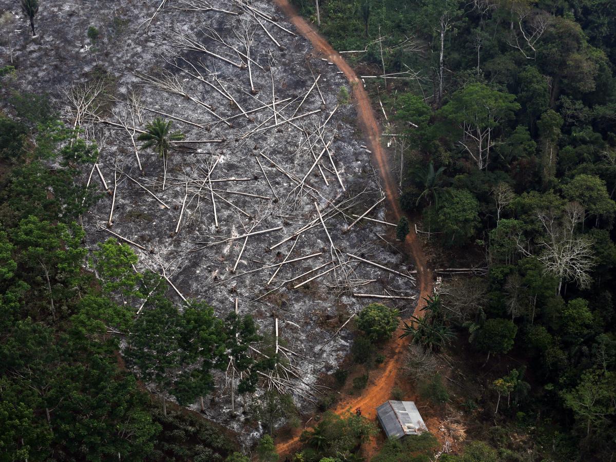 1200x900 Brazil's Bolsonaro can't hide Amazon deforestation from satellites