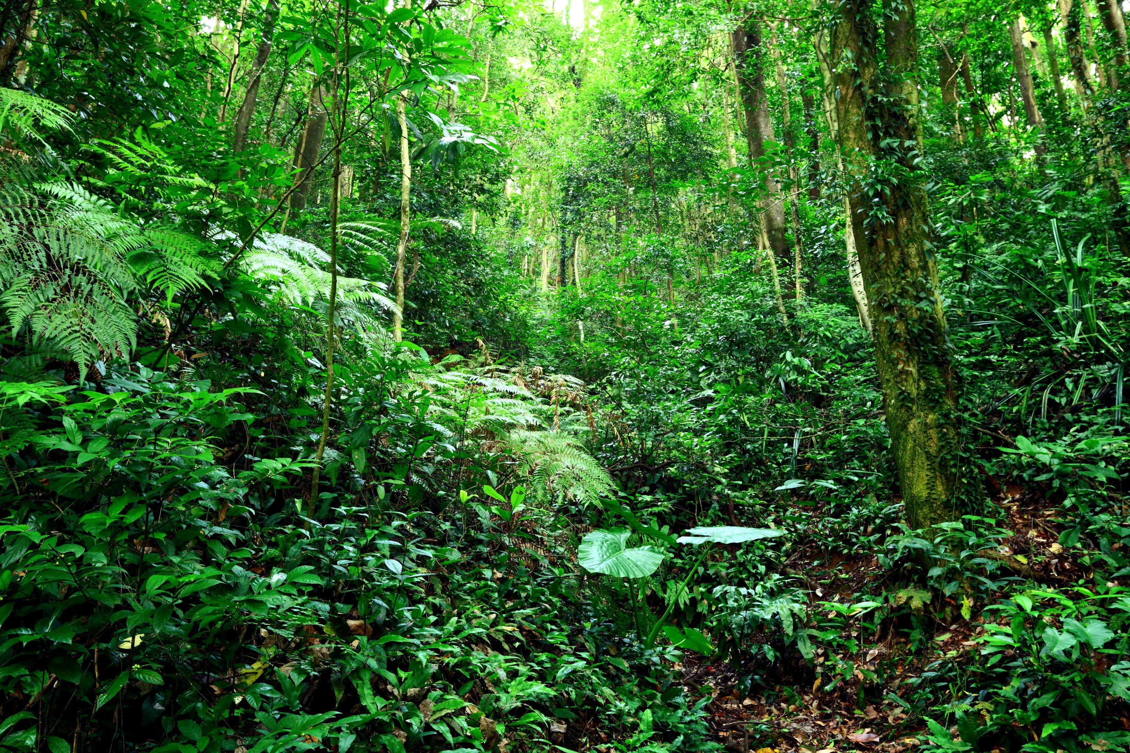 3600x2400 Jungle Full HD Wallpaper and Backgroundx2400. Jungle image, Tree HD wallpaper, Rainforest animals