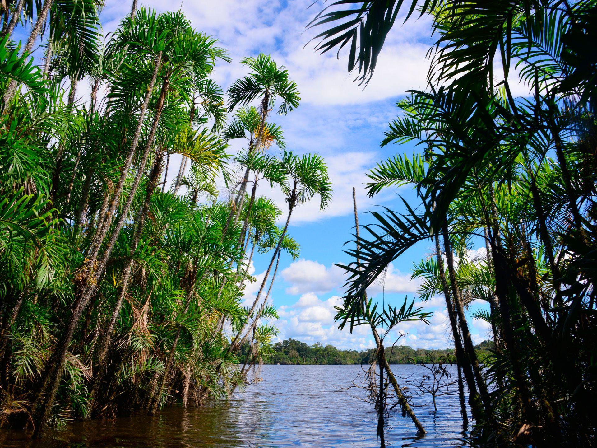 Venezuela Rainforest Wallpapers - Top Free Venezuela Rainforest