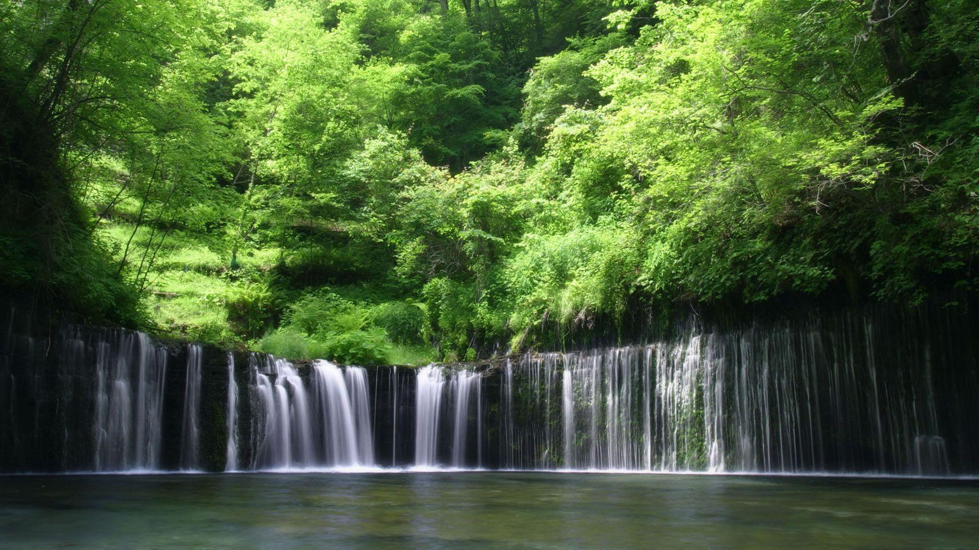 1920x1080 Tropical Rainforest HD Wallpaper Wallpaper Background
