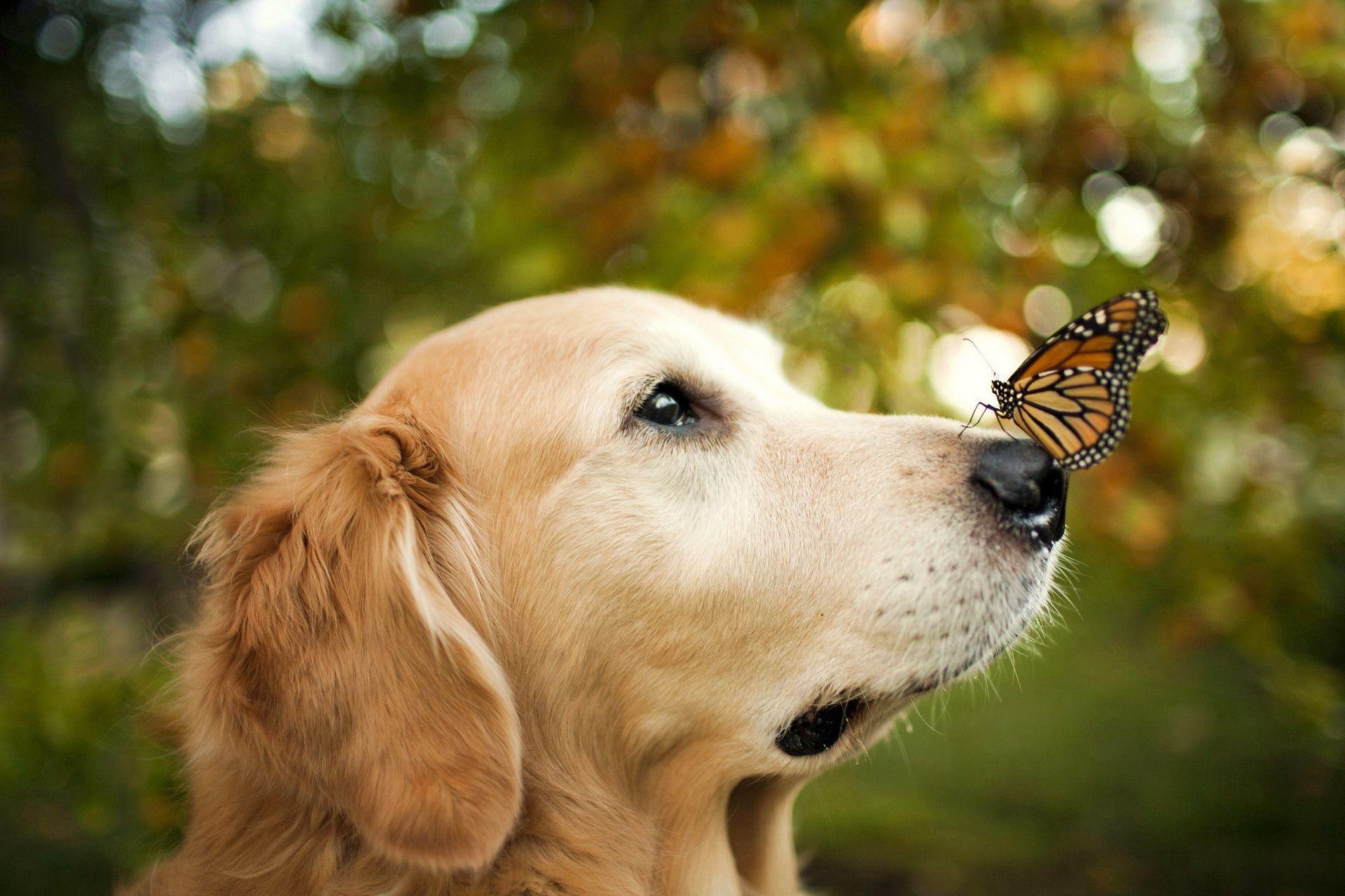 1920x1280 picture of super cute animals Desktop Wallpaperk HD