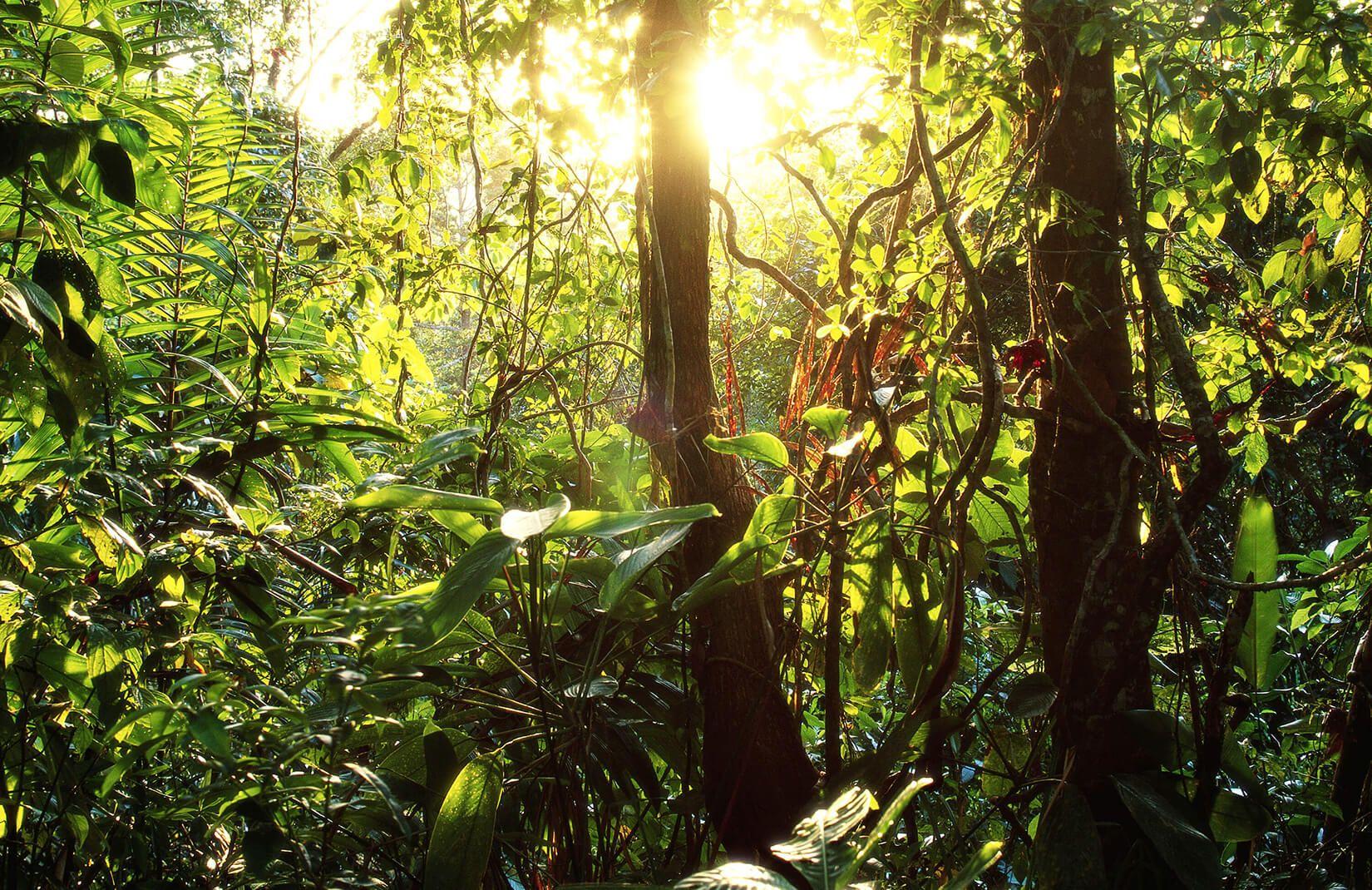 1650x1070 Green Leafy Jungle Wallpaper Mural