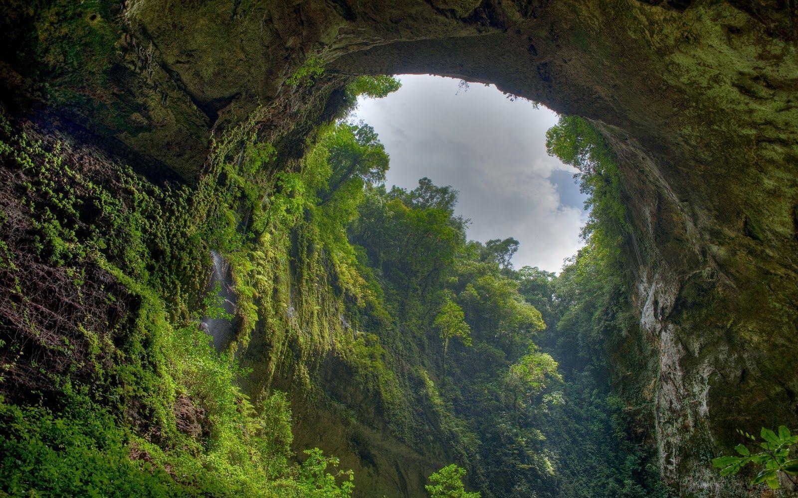1600x1000 Download Tropical Forest 12787 1600x1000 px High Definition Wallpaper