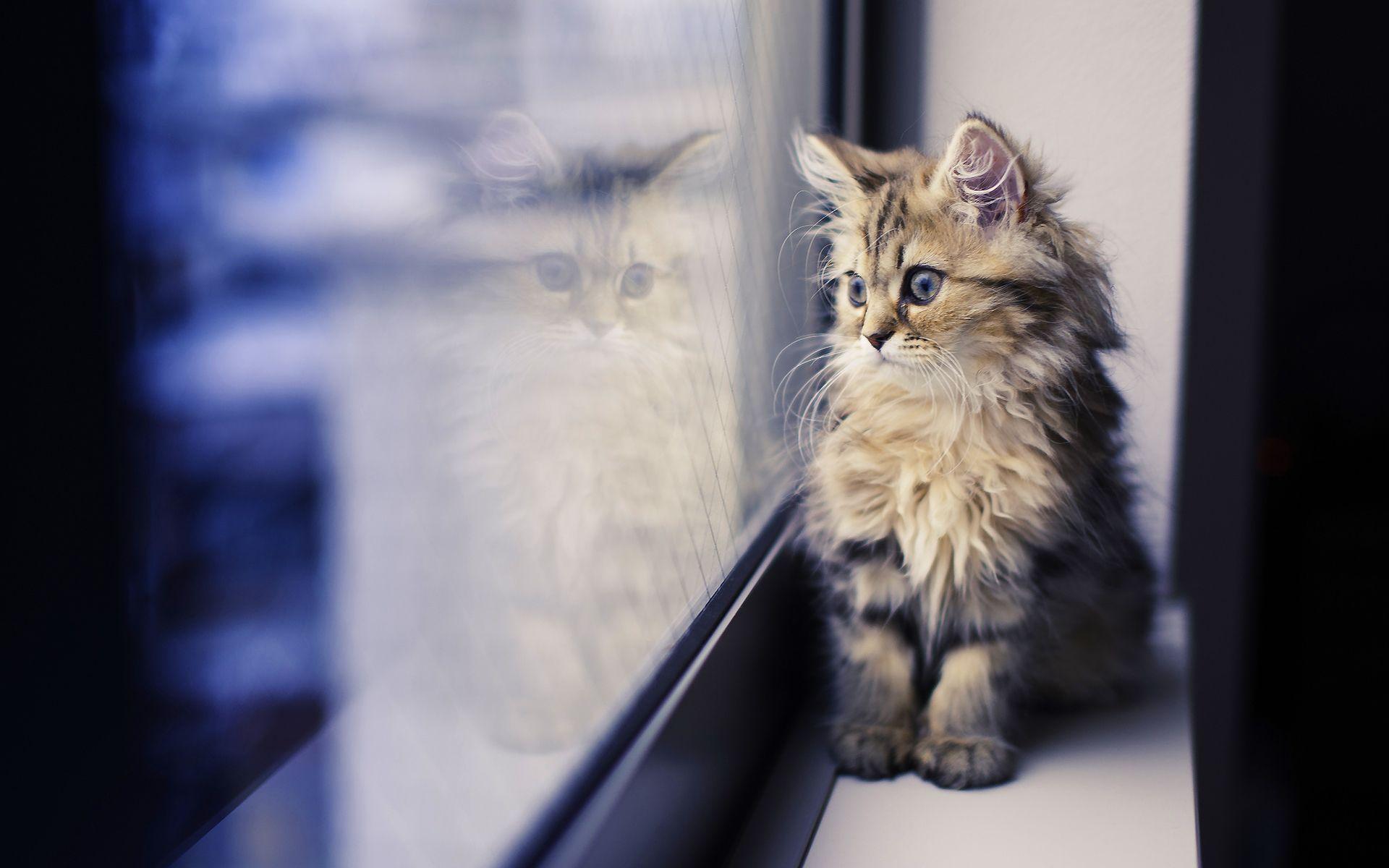 1920x1200 super cute animals picture Desktop Wallpaperk HD