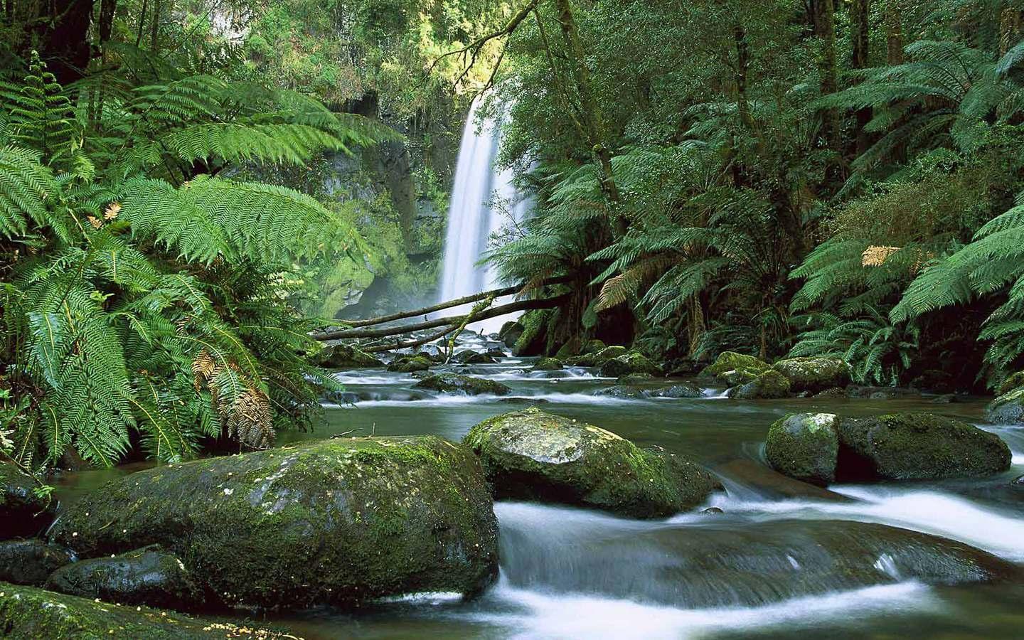 1440x900 Tropical Rainforest HD Wallpaper Wallpaper Background