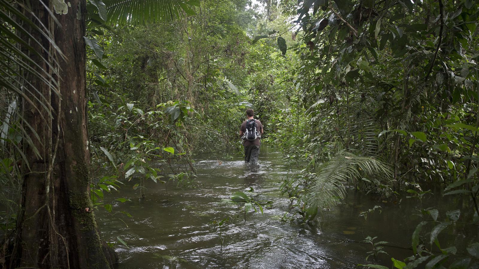 Venezuela Rainforest Wallpapers - Top Free Venezuela Rainforest