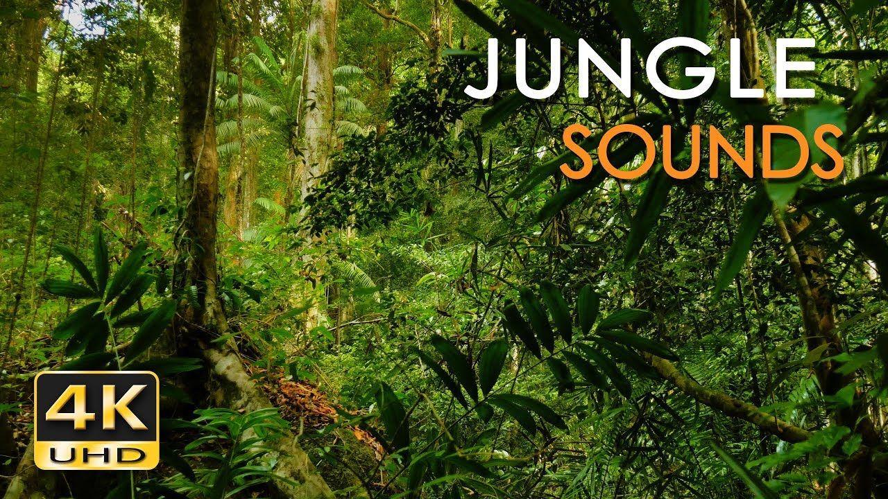 1280x720 4K Jungle Sounds Birds Singing Forest Nature Video