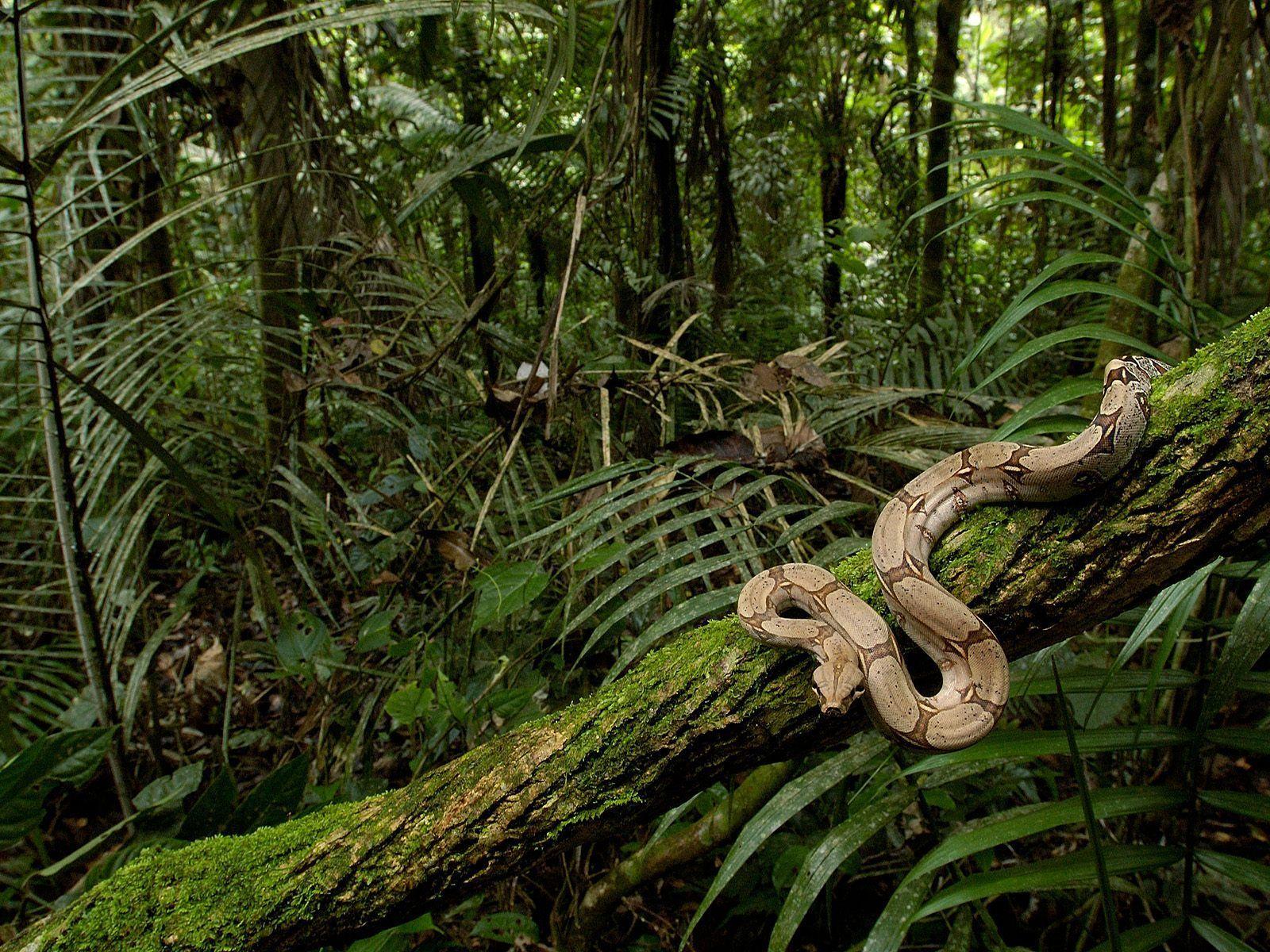 1600x1200 Rain Forest