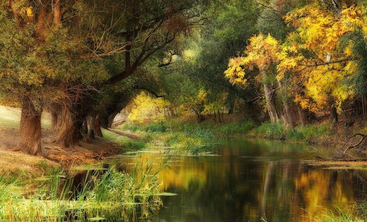 1271x768 Hungary, Fall, River, Trees, Yellow, Green, Water, Nature, Landscape Wallpaper HD / Desktop and Mobile Background