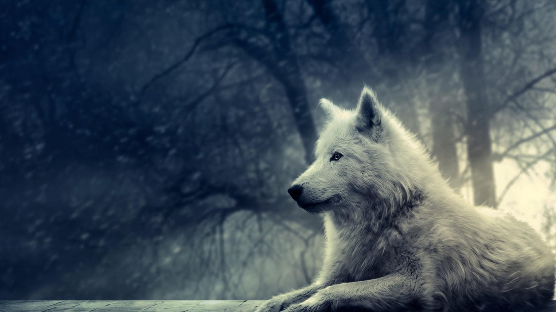 1920x1080 Free Wolf Background