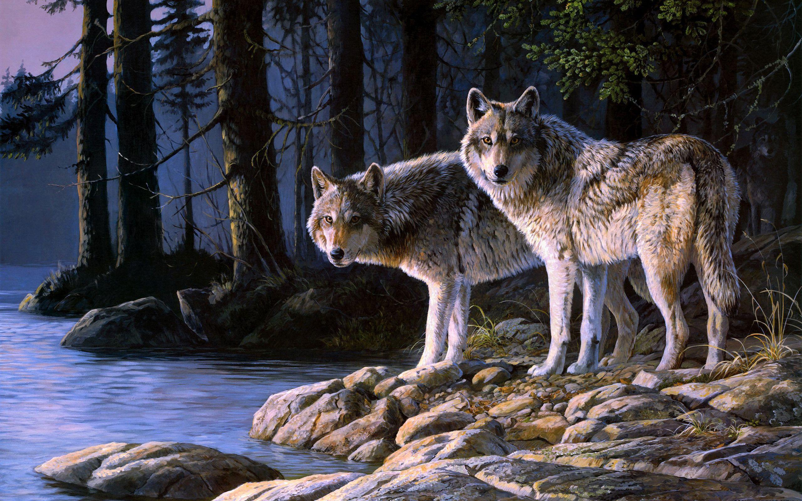 2560x1600 Cool Wolf Pc Background HD Wallpaper