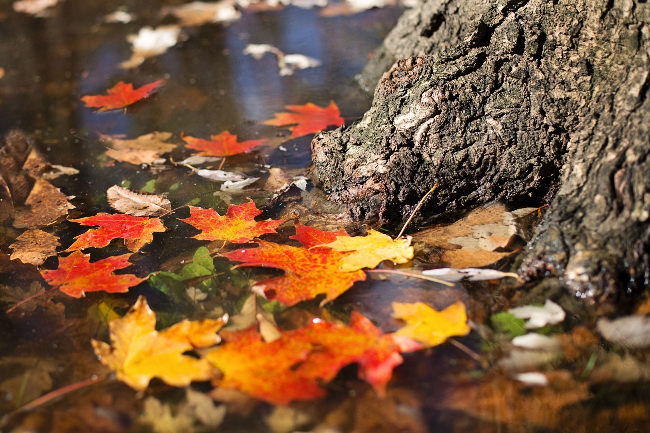 2561x1707 Autumn Foliage Wallpaper
