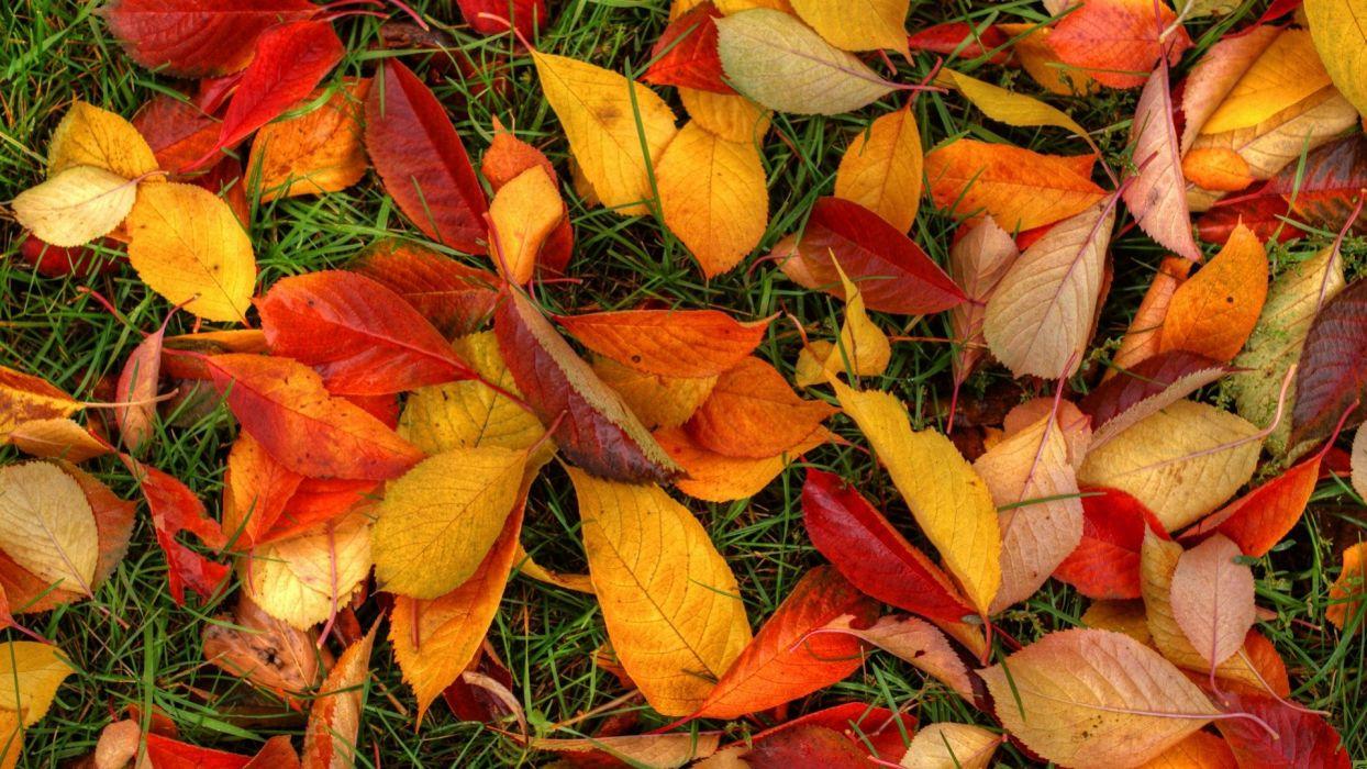 1244x700 Fall autumn foliage grass and leaves wallpaperx1080