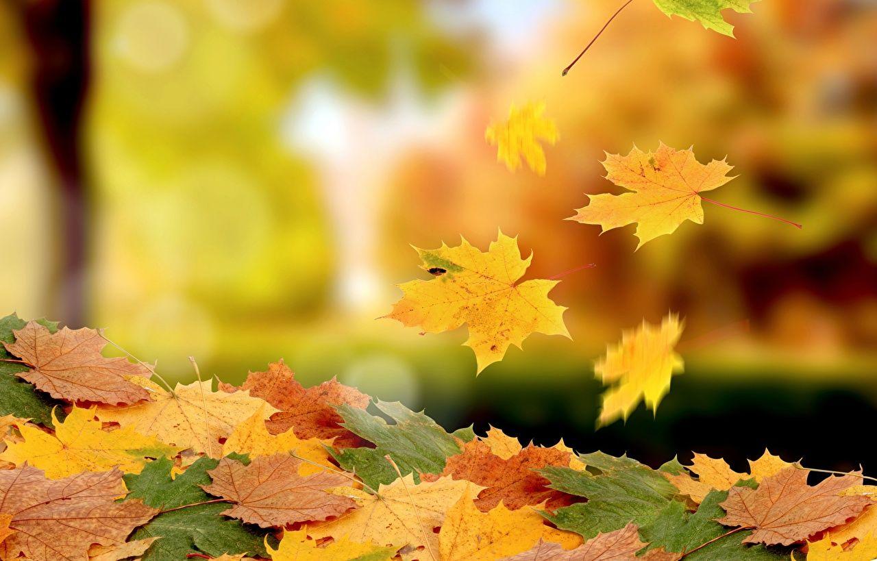 1280x819 image Leaf Maple Nature Autumn