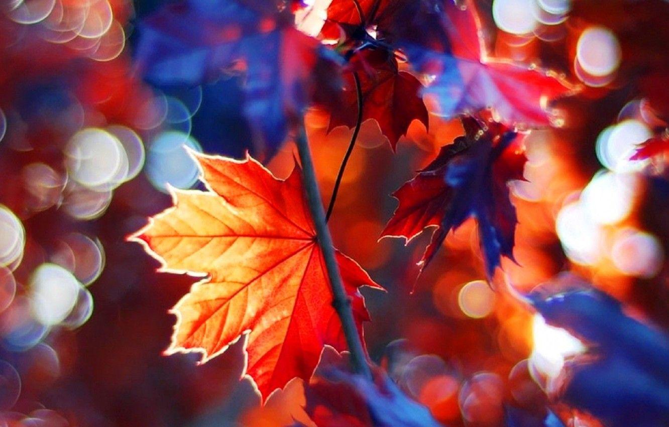 Maple Leaf Tree Wallpapers - Top Free Maple Leaf Tree Backgrounds ...