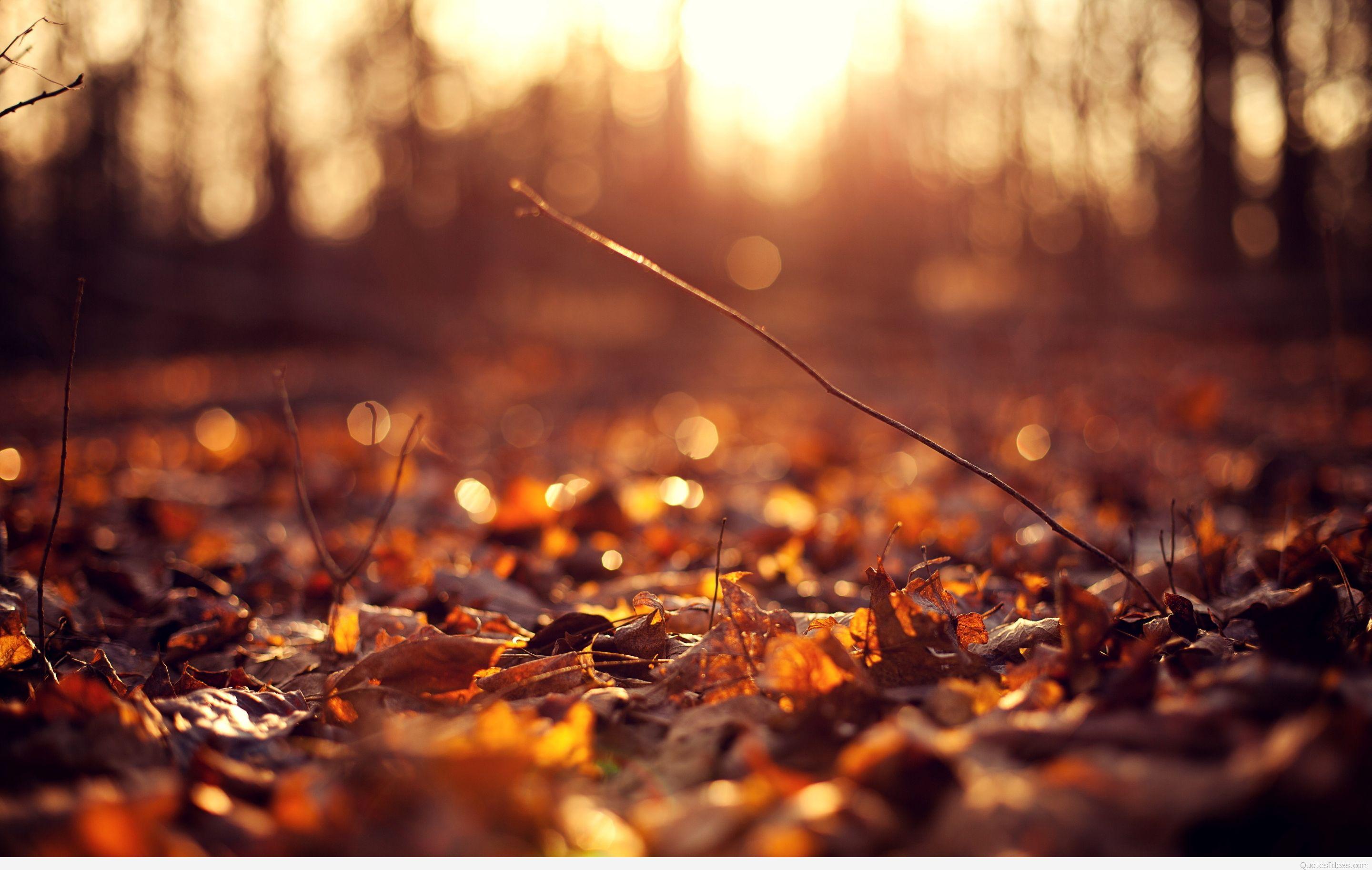 2880x1827 Autumn Leaves Wallpaper