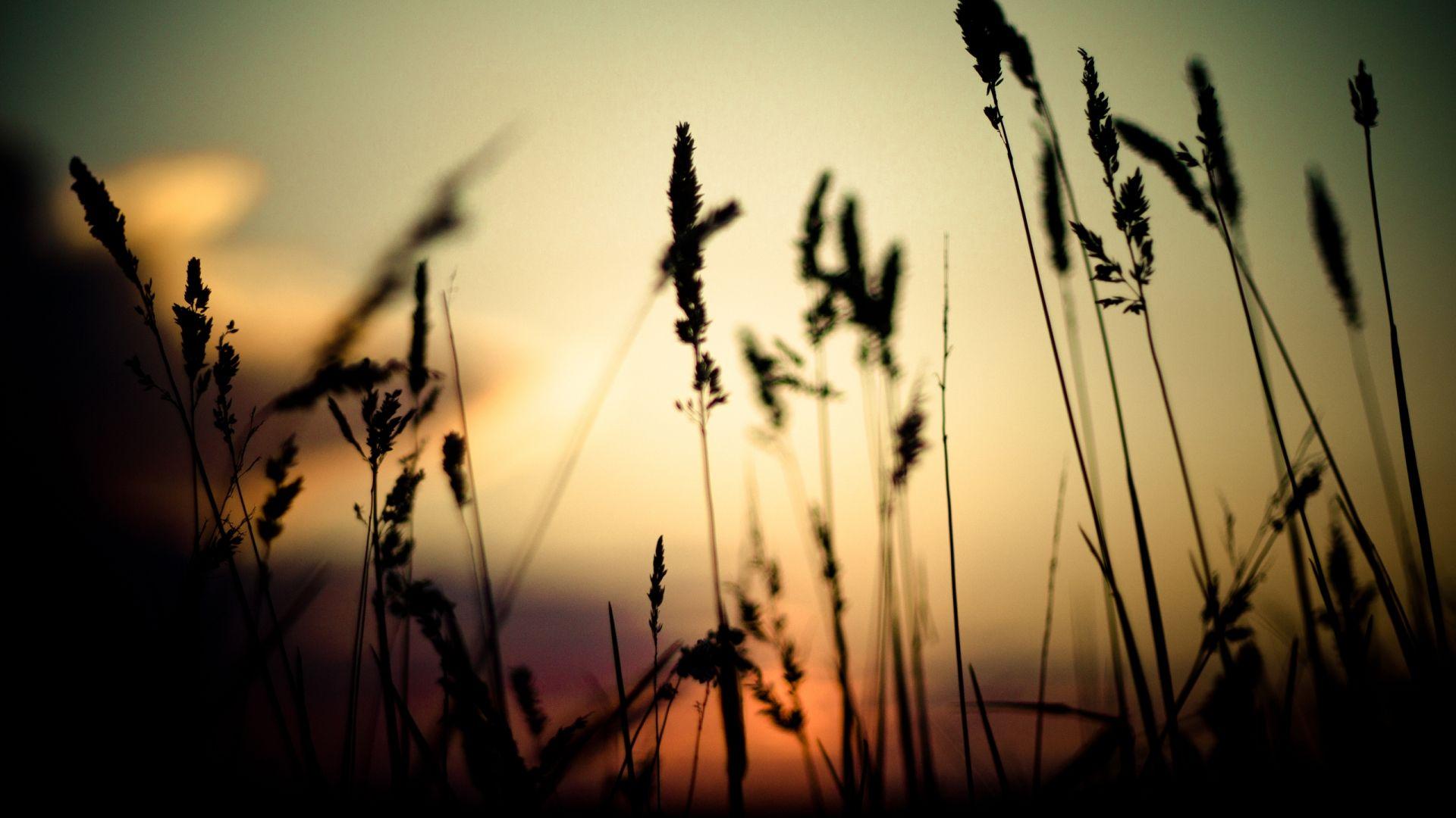 1920x1080 Silhouette HD wallpaperx1080