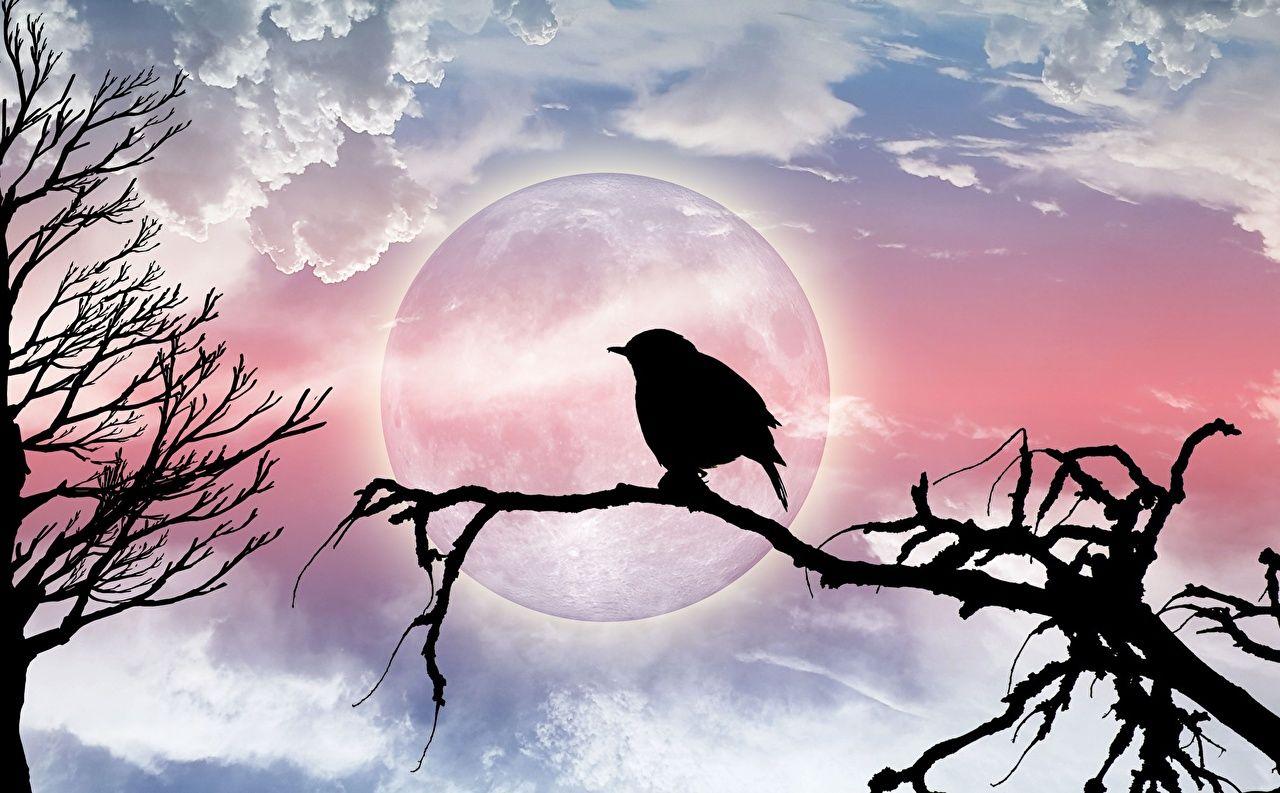 1280x793 Desktop Wallpaper Birds silhouettes Moon Branches