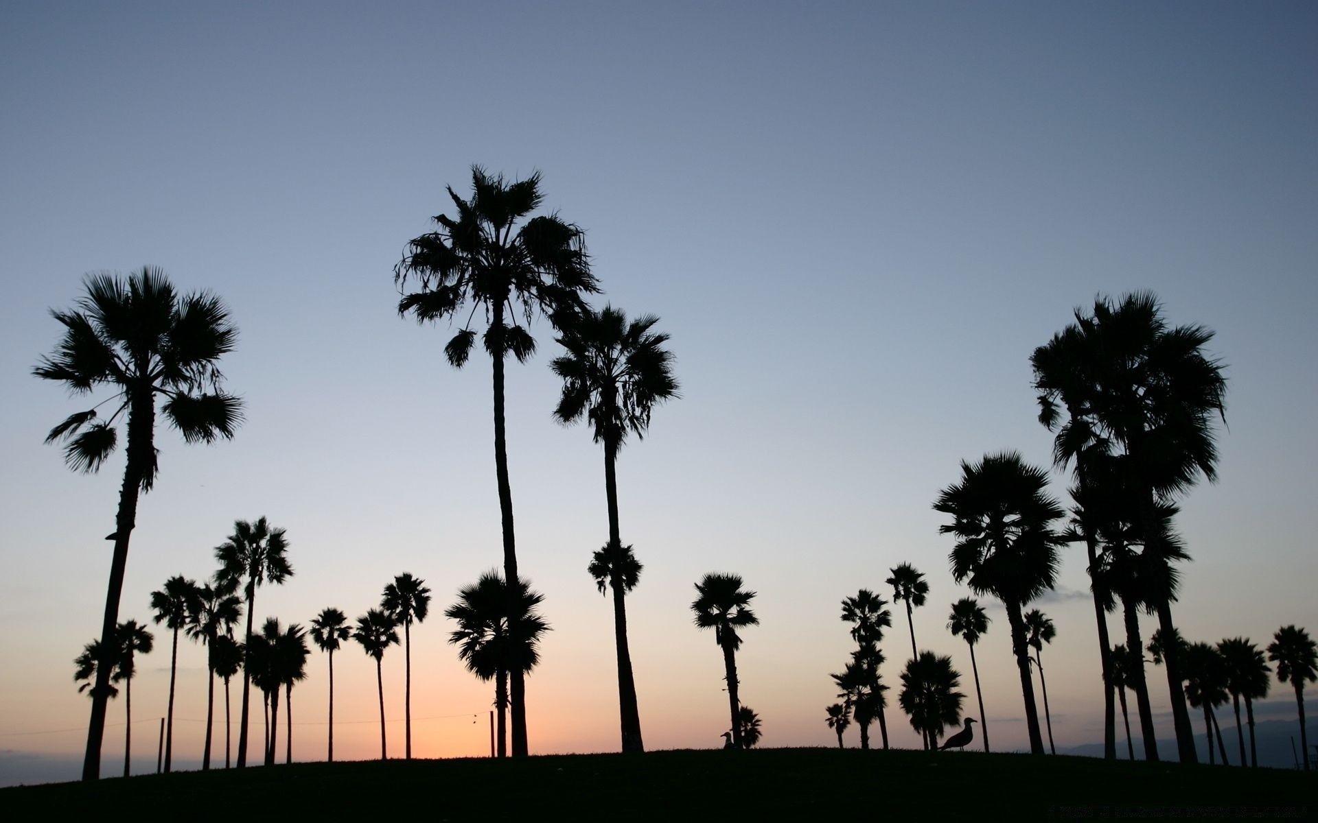 1920x1200 Palm Trees Silhouette