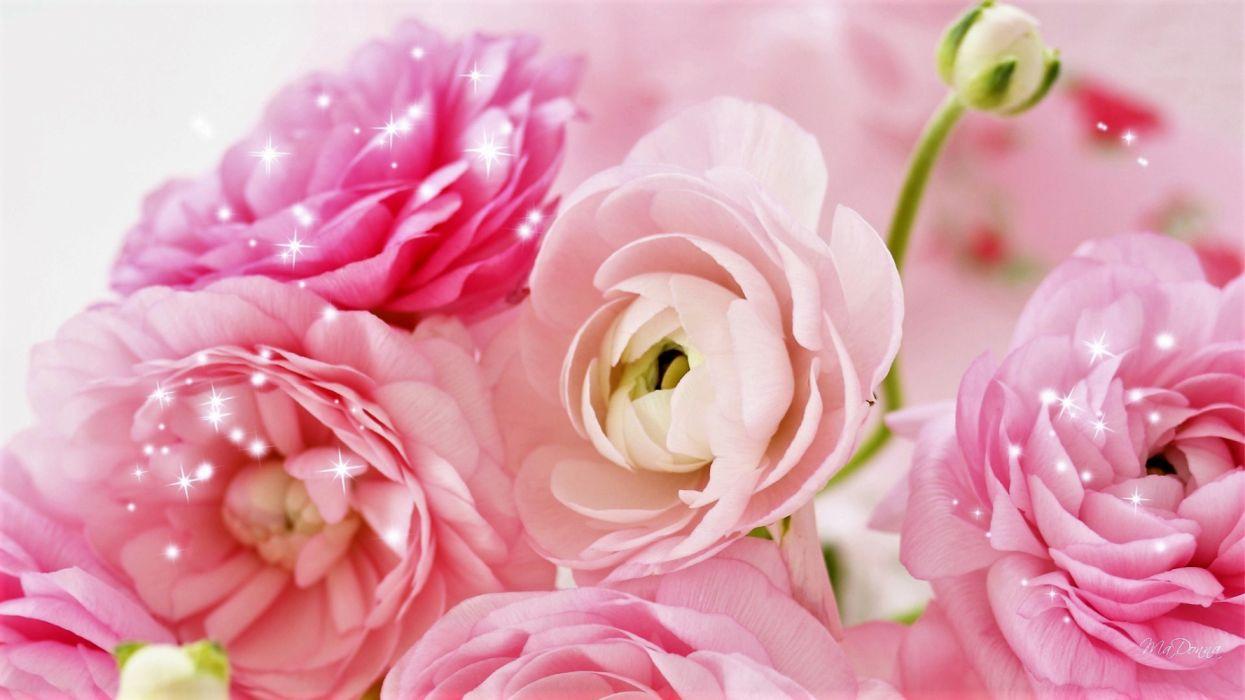 1245x700 Artistic Flower Peony Pink Flower Sparkles wallpaperx1080