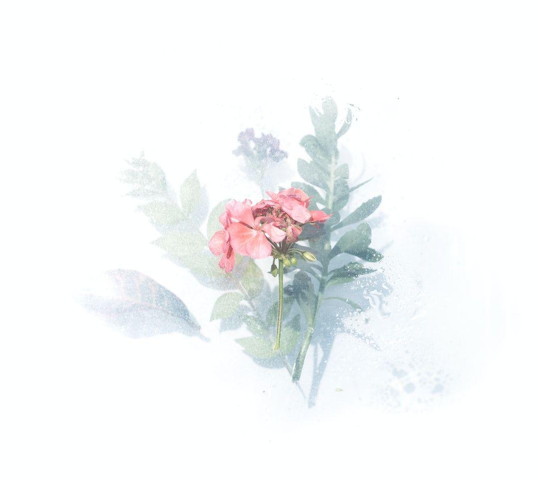 1080x962 Floral Background Image: Download HD Background