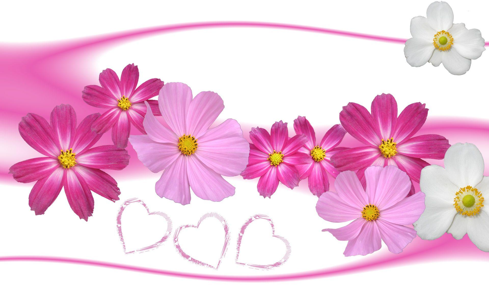 1920x1200 Aster flower wallpaper