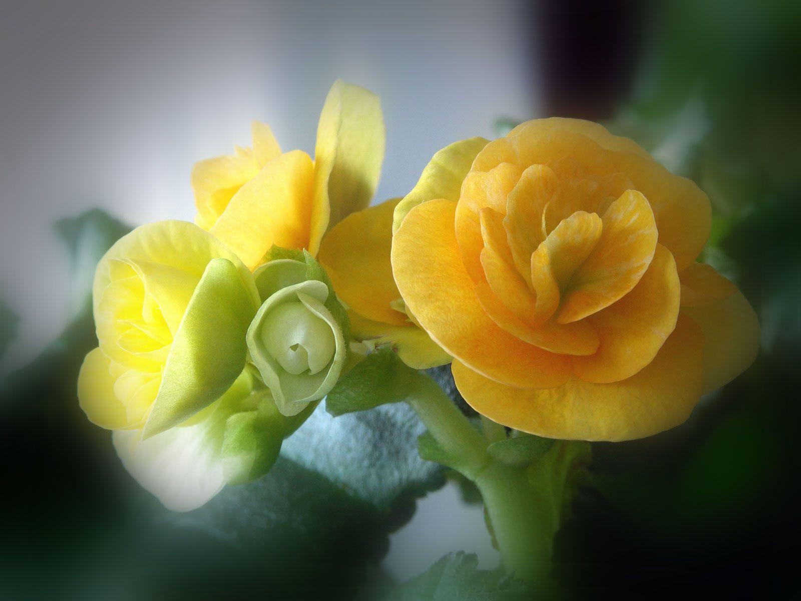 1600x1200 Download wallpaper artistic Flower with tags: Rose, Colors, MacBook Pro