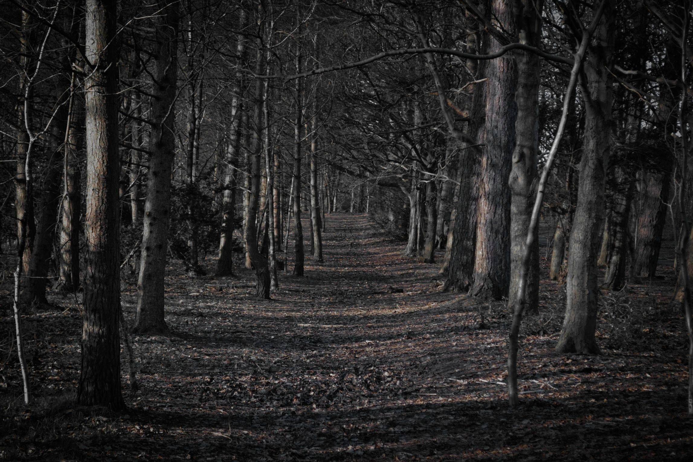 2294x1530 Scary Woods Wallpaper