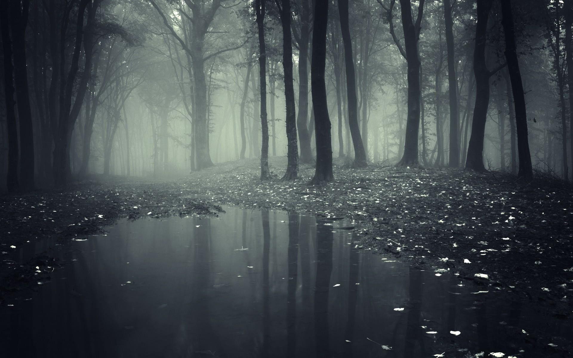 1920x1200 Dark Creepy Forest Wallpaper Data Src In The Dark HD Wallpaper