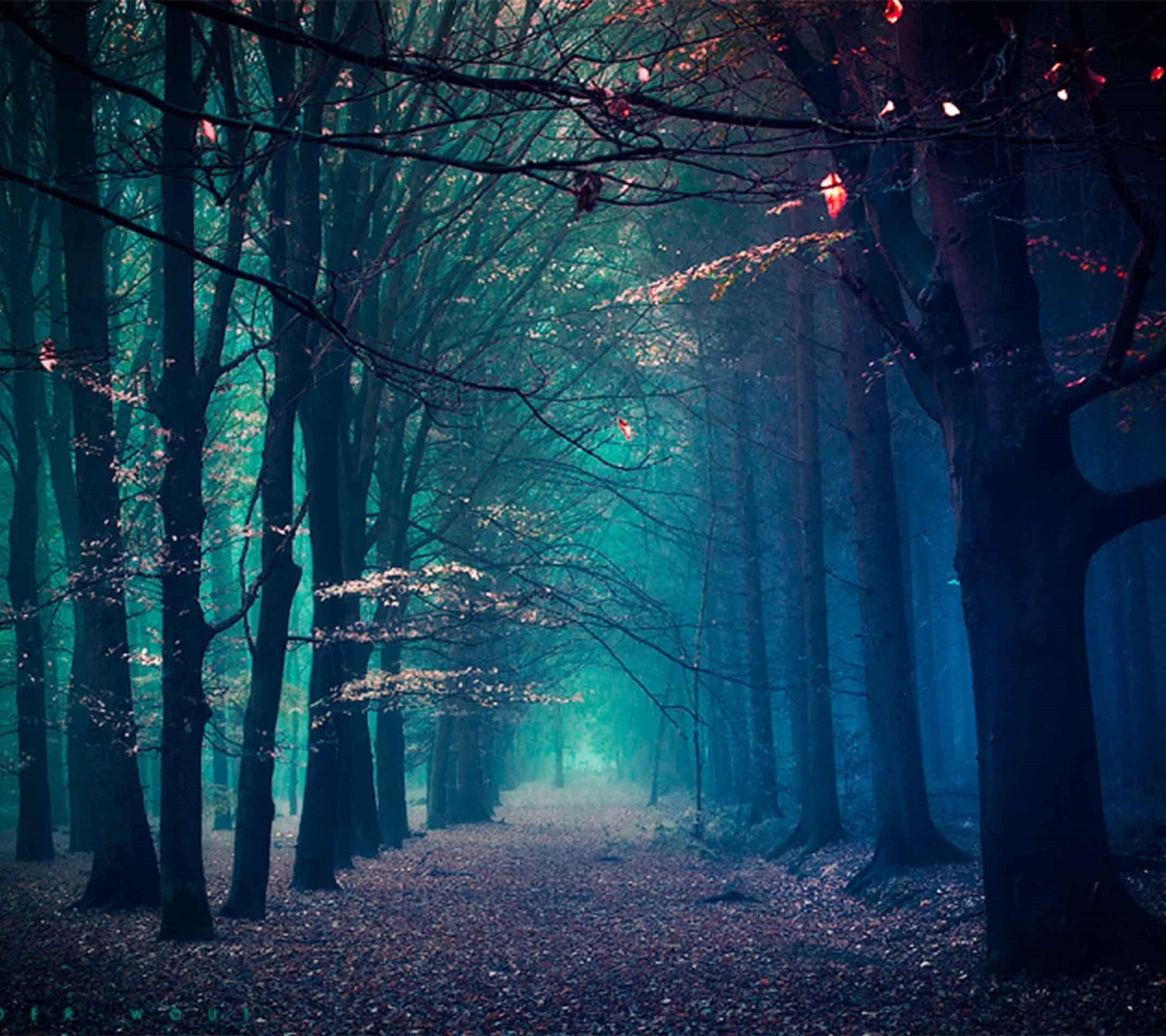 2160x1920 Creepy Forest, iPhone, Desktop HD Background / Wallpaper (1080p, 4k) (2160x1920) (2020)