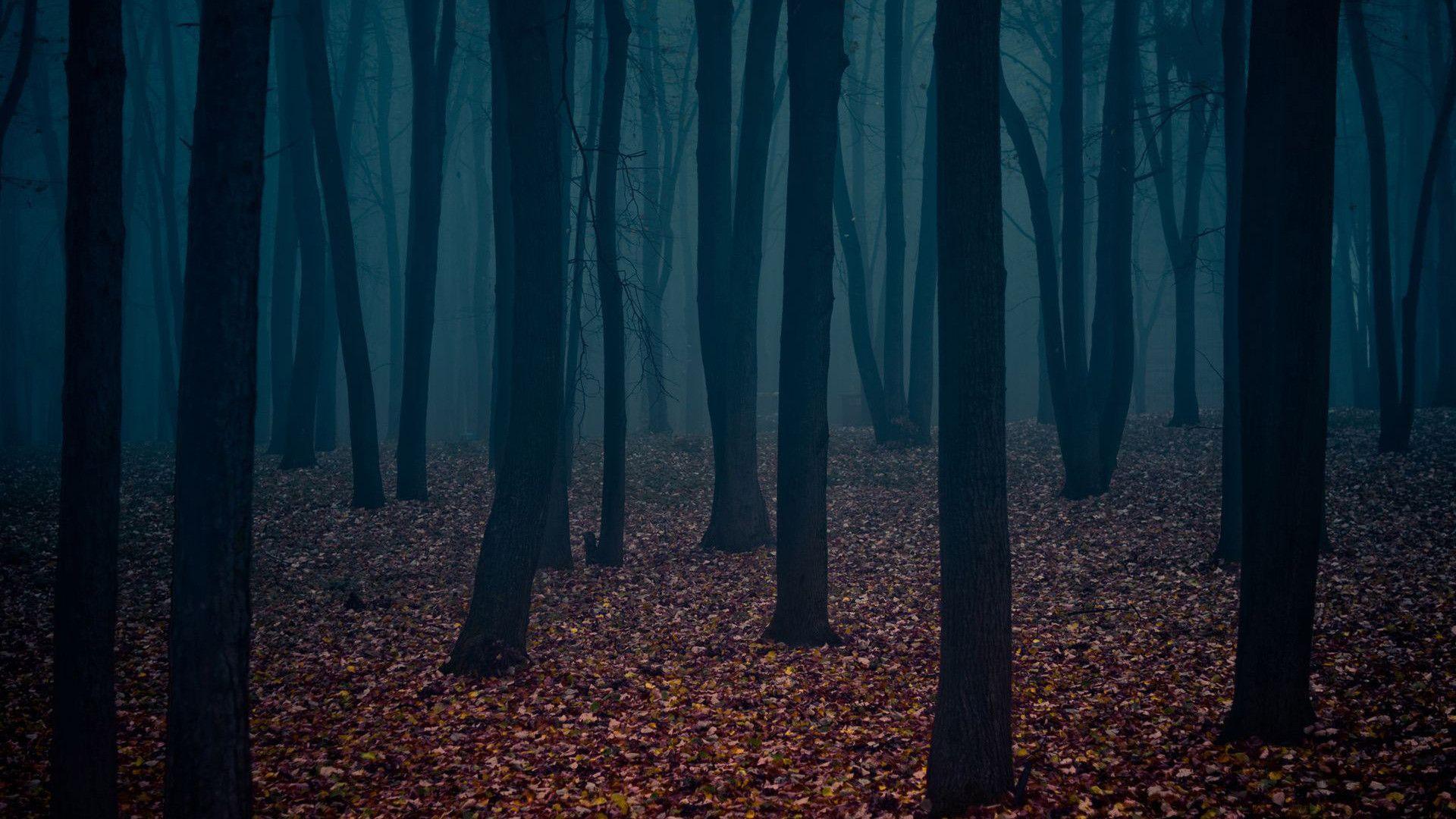 1920x1080 Forbidden Forest FREE Picture