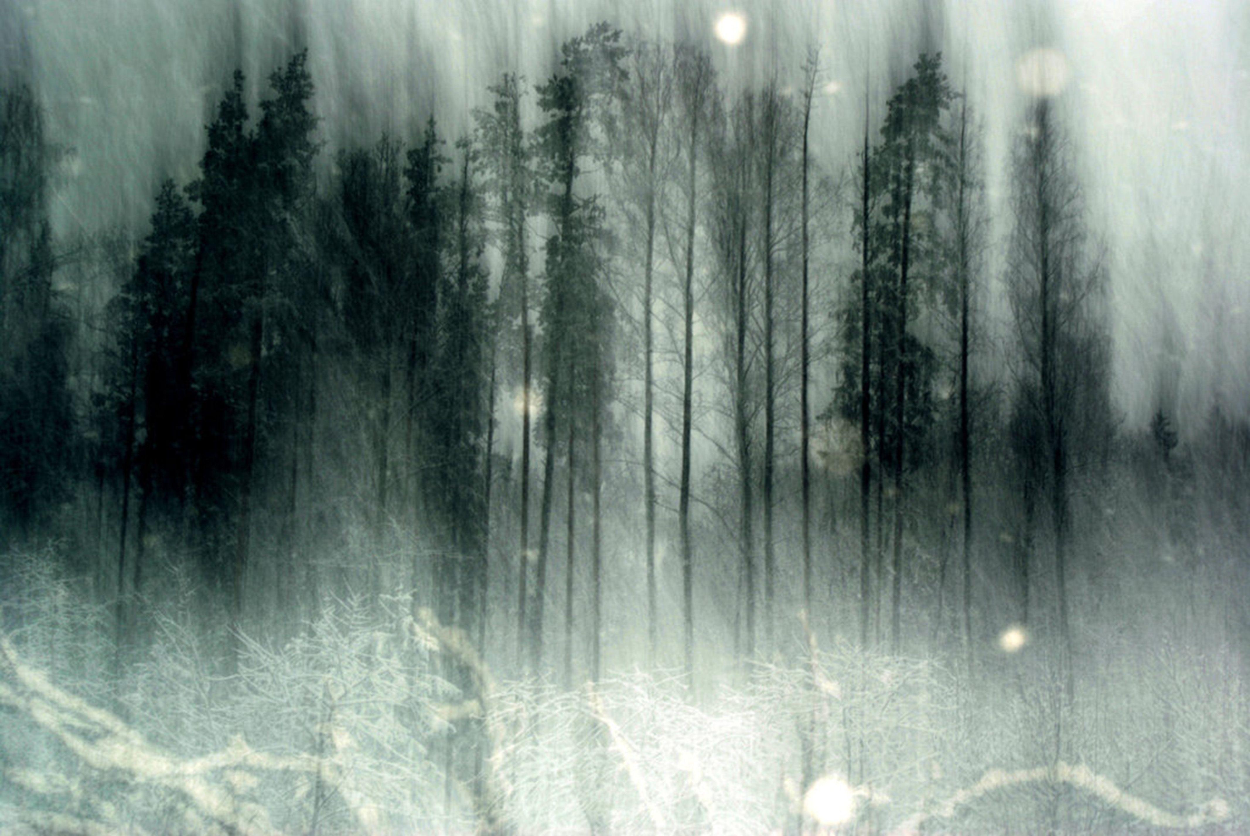 4267x2854 Creepy Forest Wallpaper HD Wallpaper