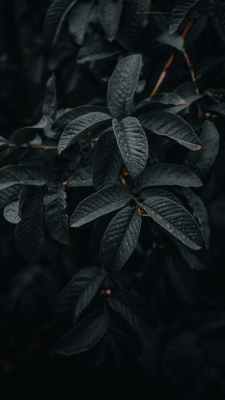 750x1334 Download Leaf, exotic, water drops, nature wallpaper, 750x iphone iPhone 8