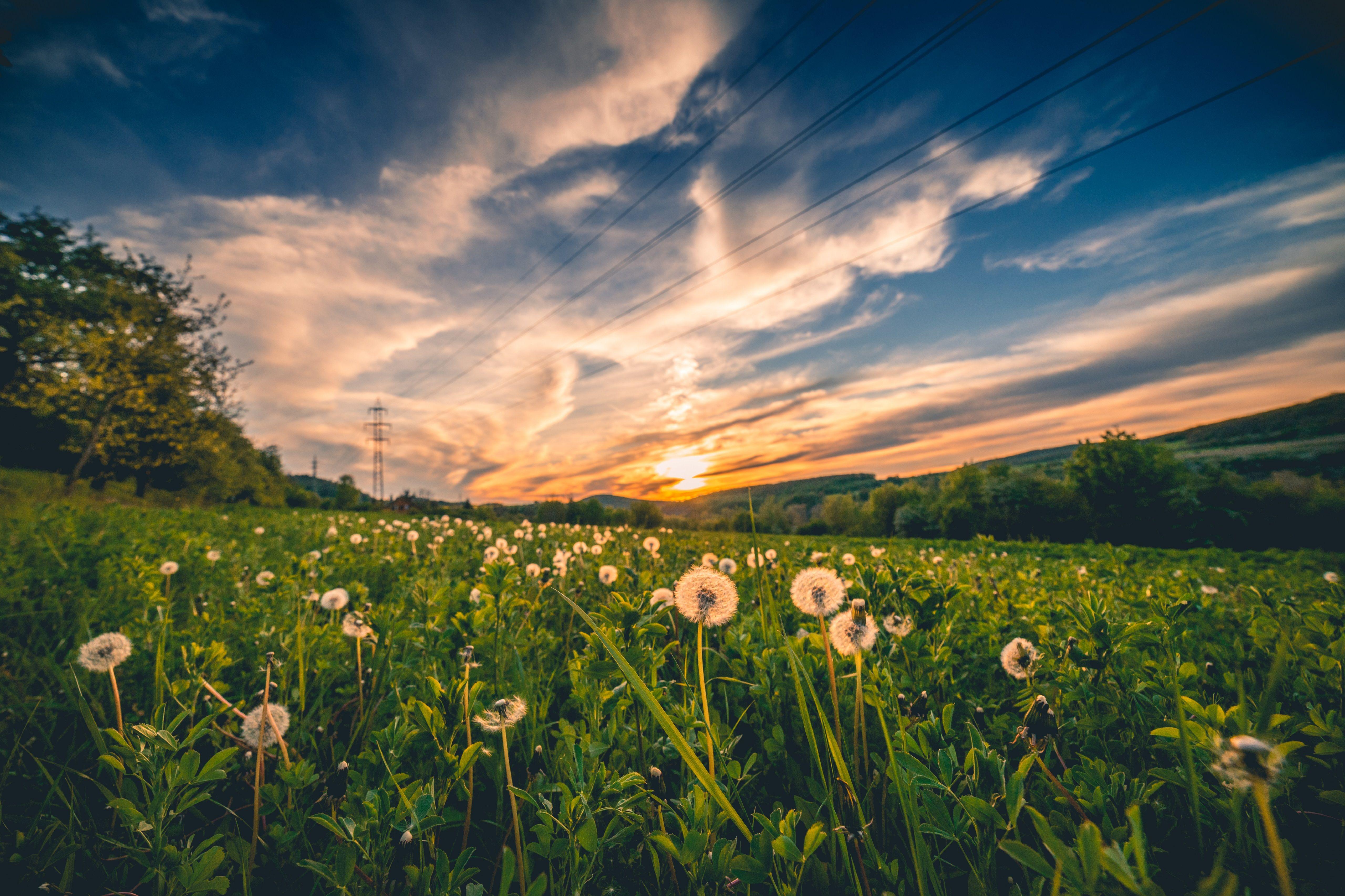 5120x3412 Blowball Field 4K 5K Wallpaper. HD Wallpaper Background